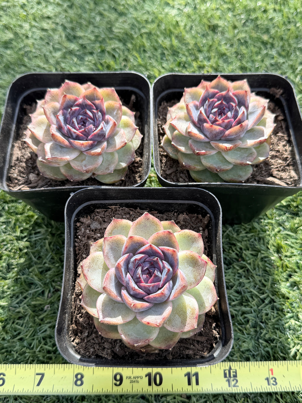 Rare Echeveria 'Superior Treasure' — Deep Rose & Plum Rosette Succulent (Collector Grade)
