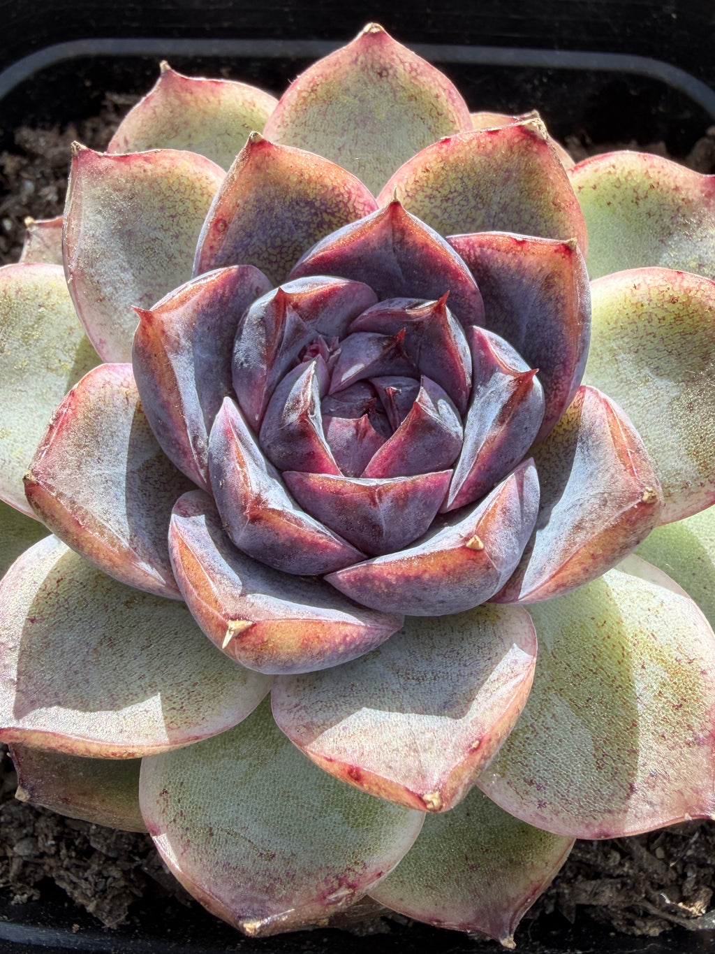 Rare Echeveria 'Superior Treasure' — Deep Rose & Plum Rosette Succulent (Collector Grade)