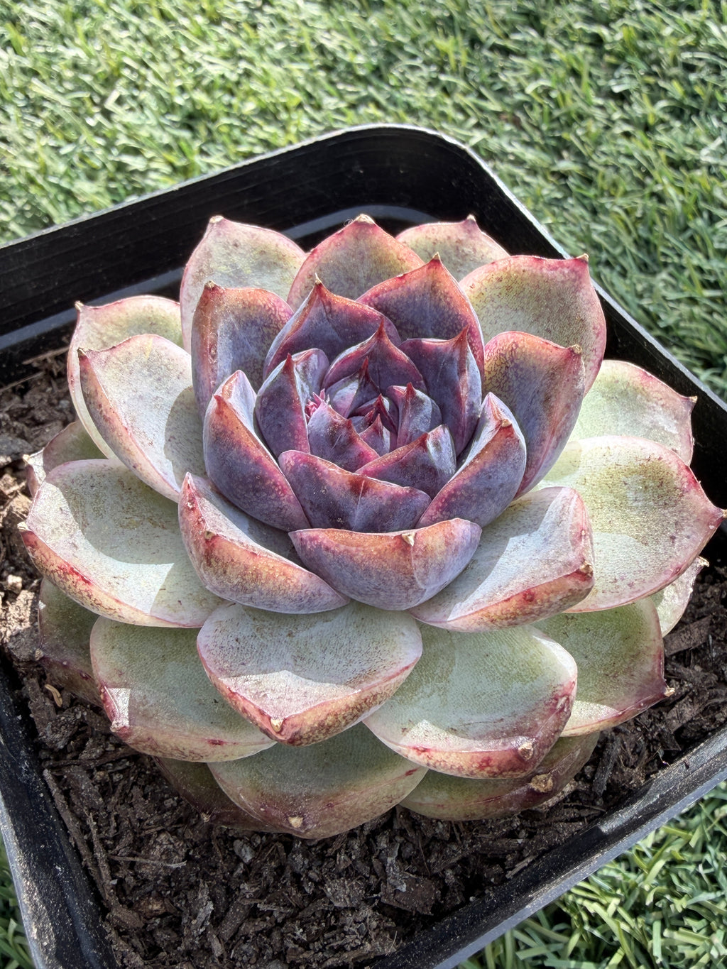 Rare Echeveria 'Superior Treasure' — Deep Rose & Plum Rosette Succulent (Collector Grade)