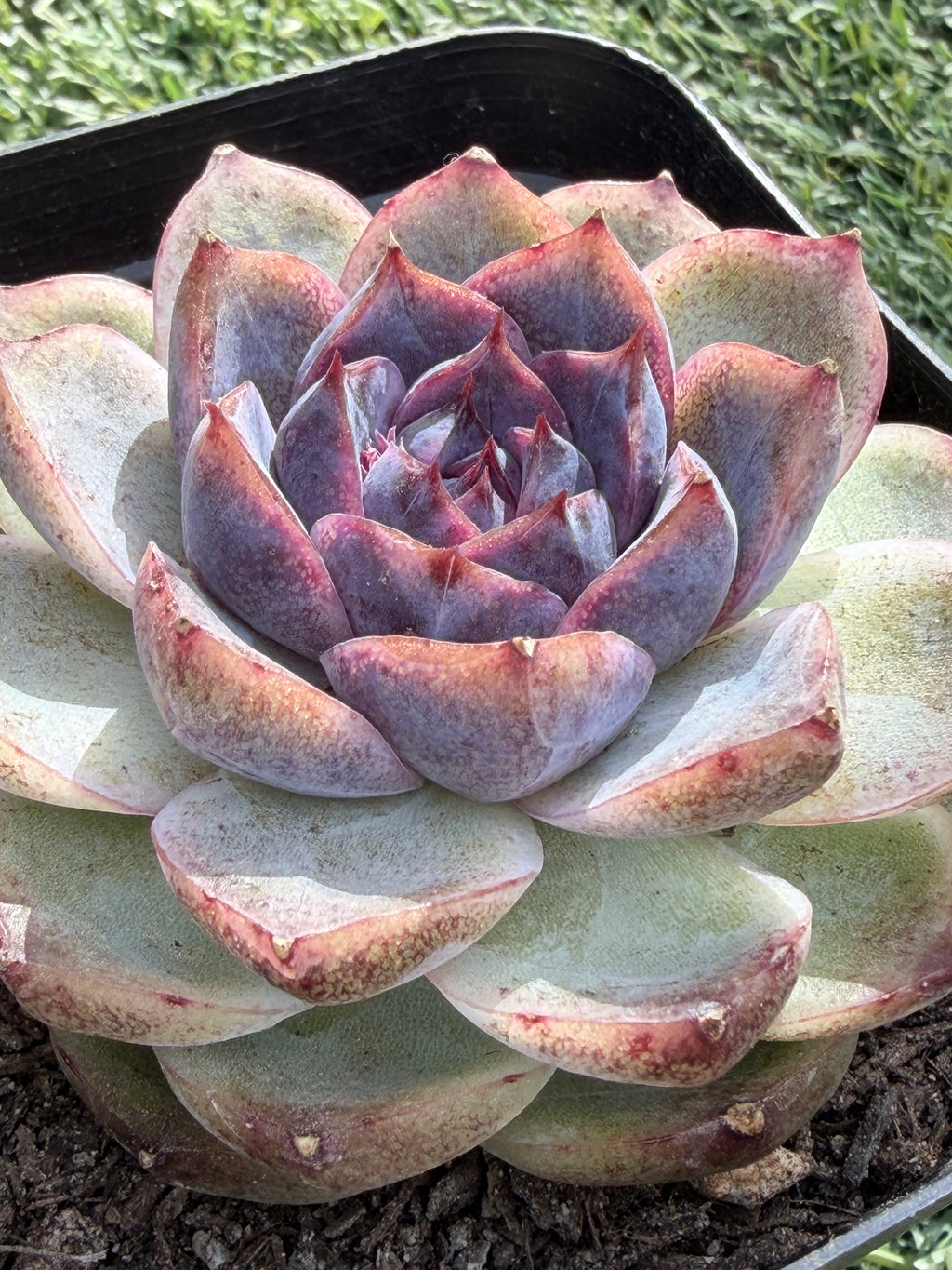 Rare Echeveria 'Superior Treasure' — Deep Rose & Plum Rosette Succulent (Collector Grade)