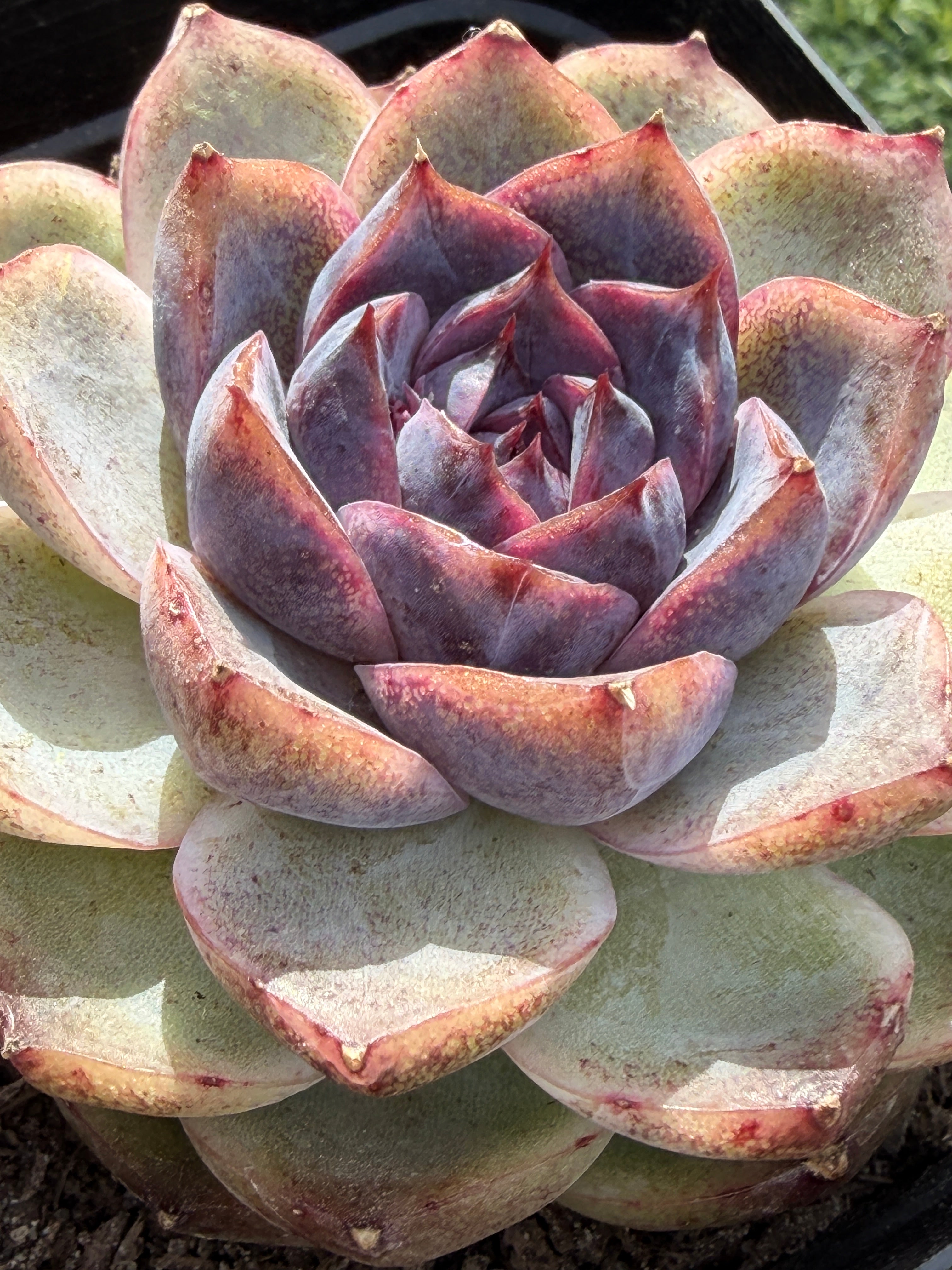 Rare Echeveria 'Superior Treasure' — Deep Rose & Plum Rosette Succulent (Collector Grade)