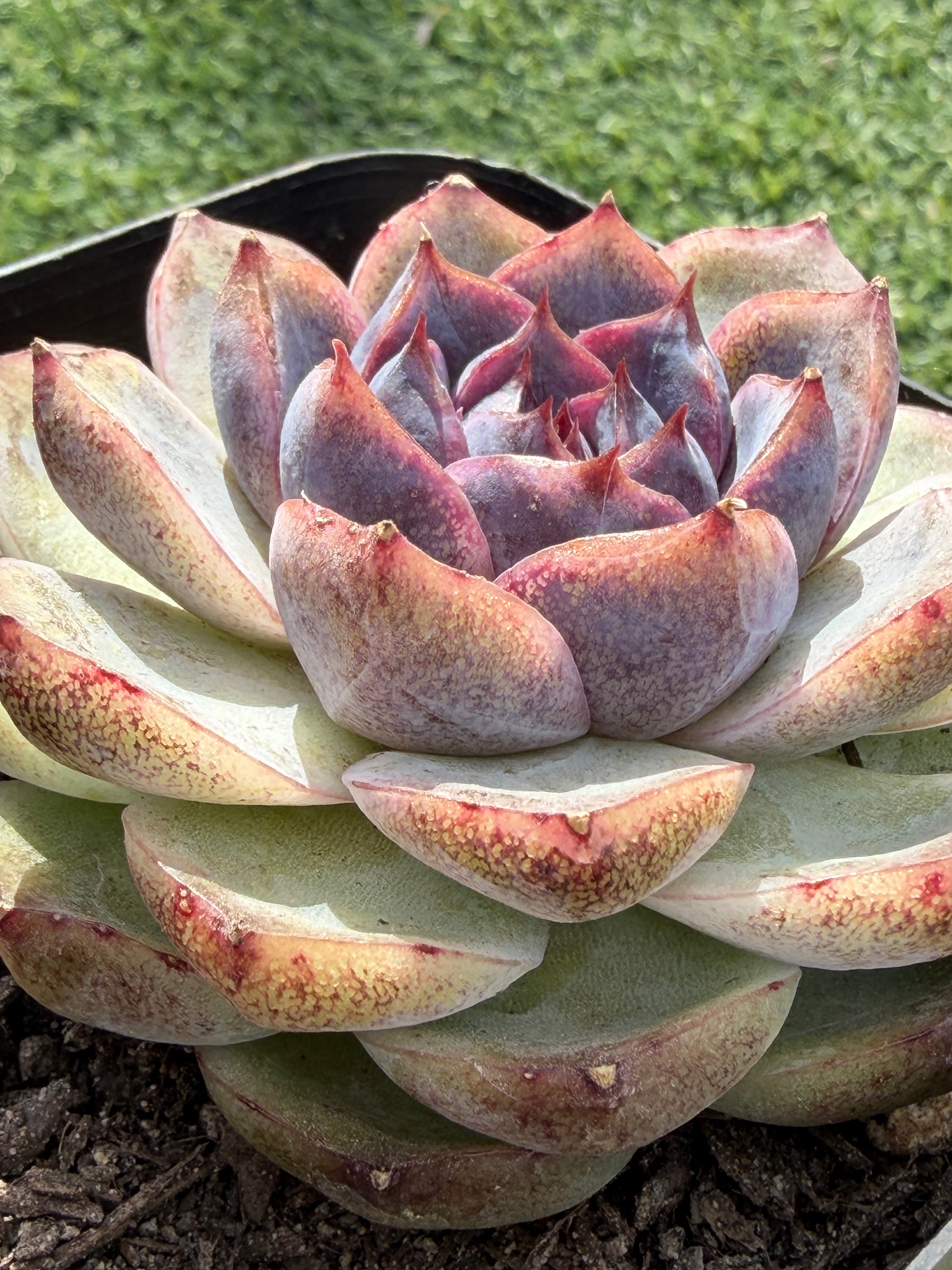 Rare Echeveria 'Superior Treasure' — Deep Rose & Plum Rosette Succulent (Collector Grade)