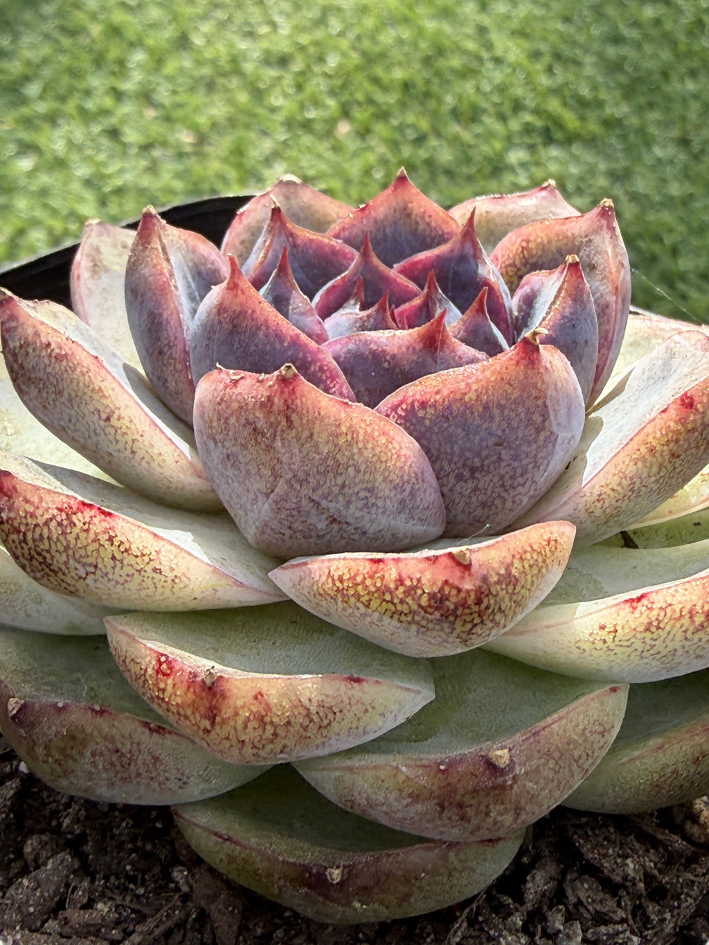 Rare Echeveria 'Superior Treasure' — Deep Rose & Plum Rosette Succulent (Collector Grade)