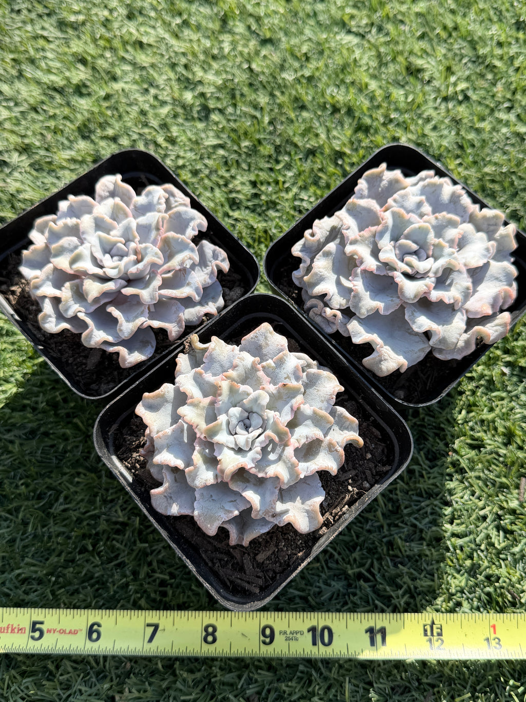 Rare Echeveria 'Crispate Beauty'– Premium Collector Succulent | Imported Live Succulent