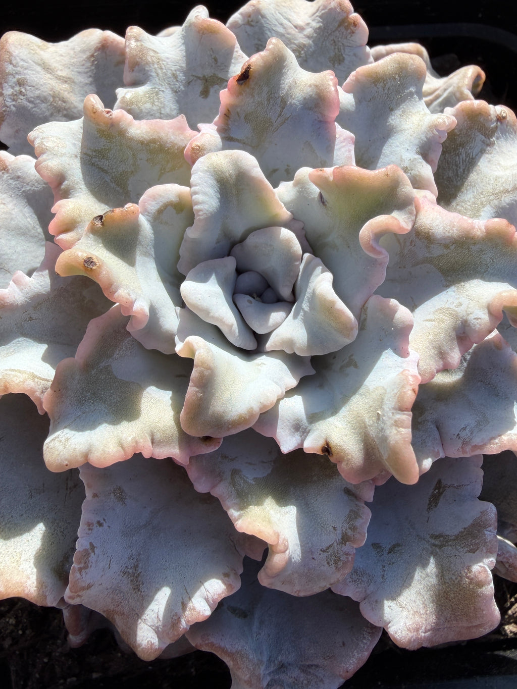 Rare Echeveria 'Crispate Beauty'– Premium Collector Succulent | Imported Live Succulent