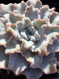 Rare Echeveria 'Crispate Beauty'– Premium Collector Succulent | Imported Live Succulent