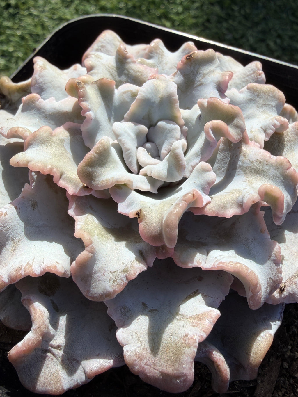 Rare Echeveria 'Crispate Beauty'– Premium Collector Succulent | Imported Live Succulent