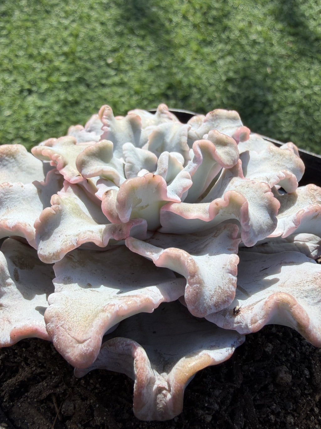Rare Echeveria 'Crispate Beauty'– Premium Collector Succulent | Imported Live Succulent
