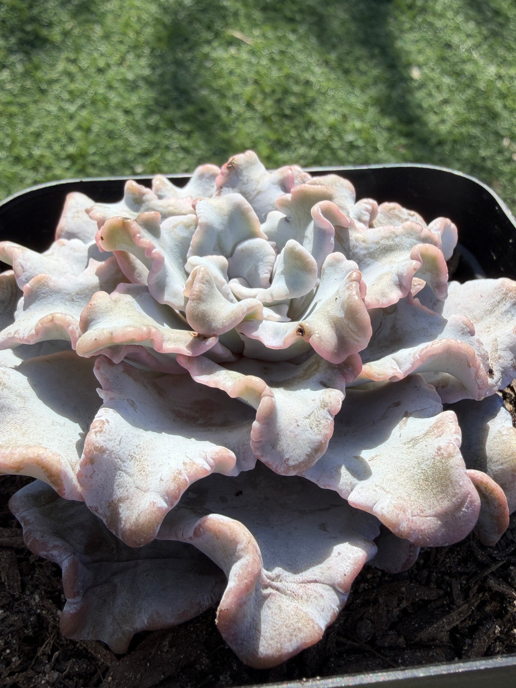 Rare Echeveria 'Crispate Beauty'– Premium Collector Succulent | Imported Live Succulent
