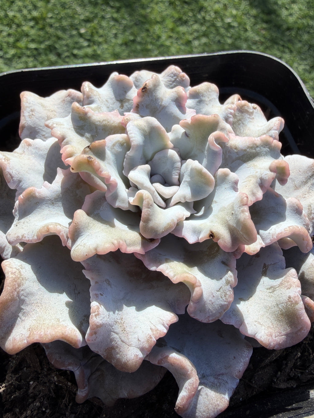 Rare Echeveria 'Crispate Beauty'– Premium Collector Succulent | Imported Live Succulent