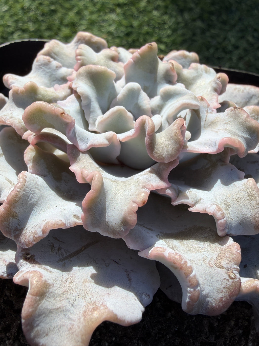 Rare Echeveria 'Crispate Beauty'– Premium Collector Succulent | Imported Live Succulent
