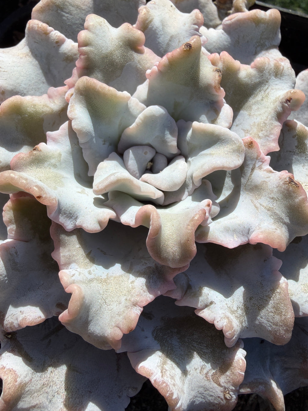 Rare Echeveria 'Crispate Beauty'– Premium Collector Succulent | Imported Live Succulent