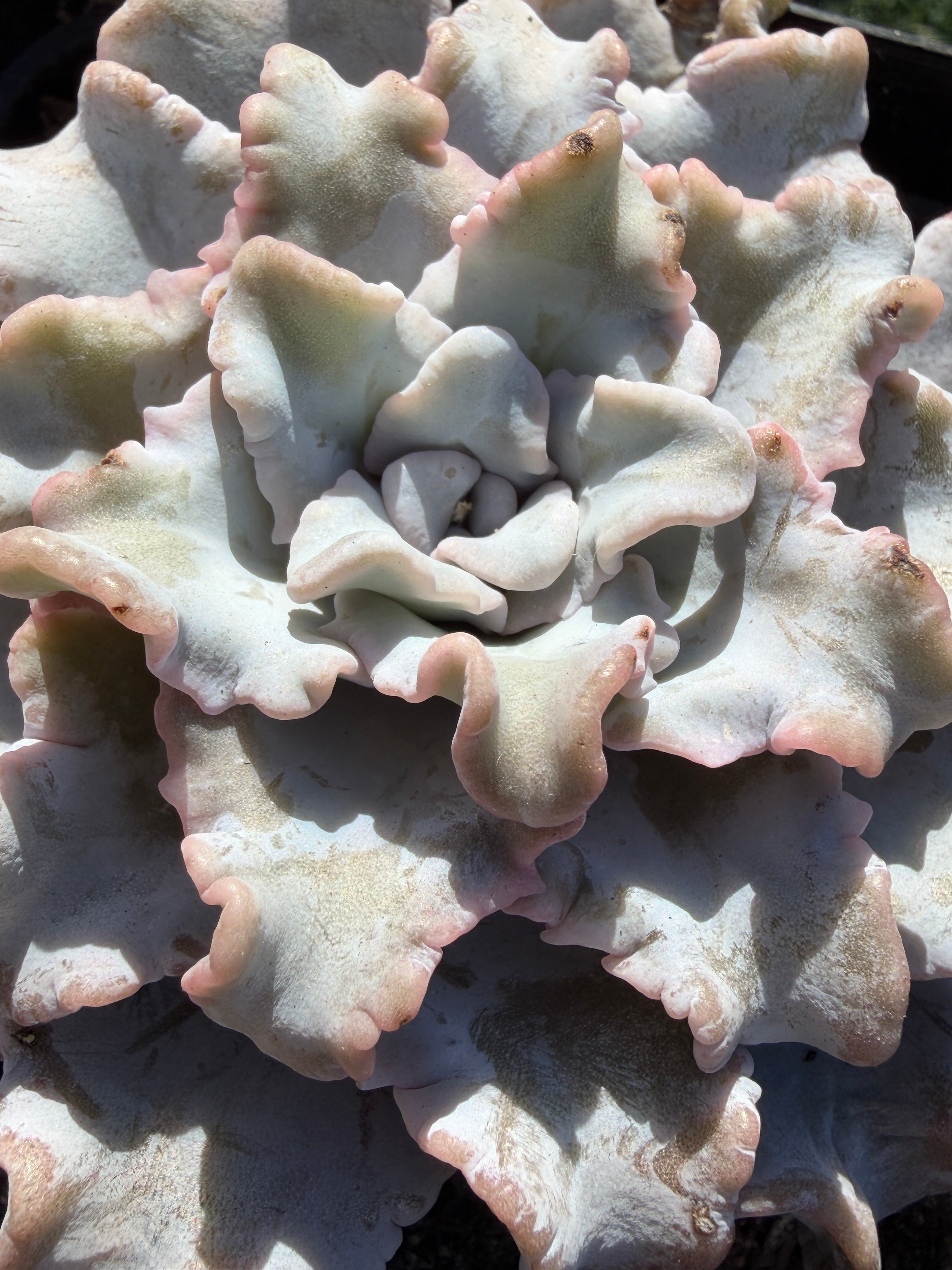 Rare Echeveria 'Crispate Beauty'– Premium Collector Succulent | Imported Live Succulent