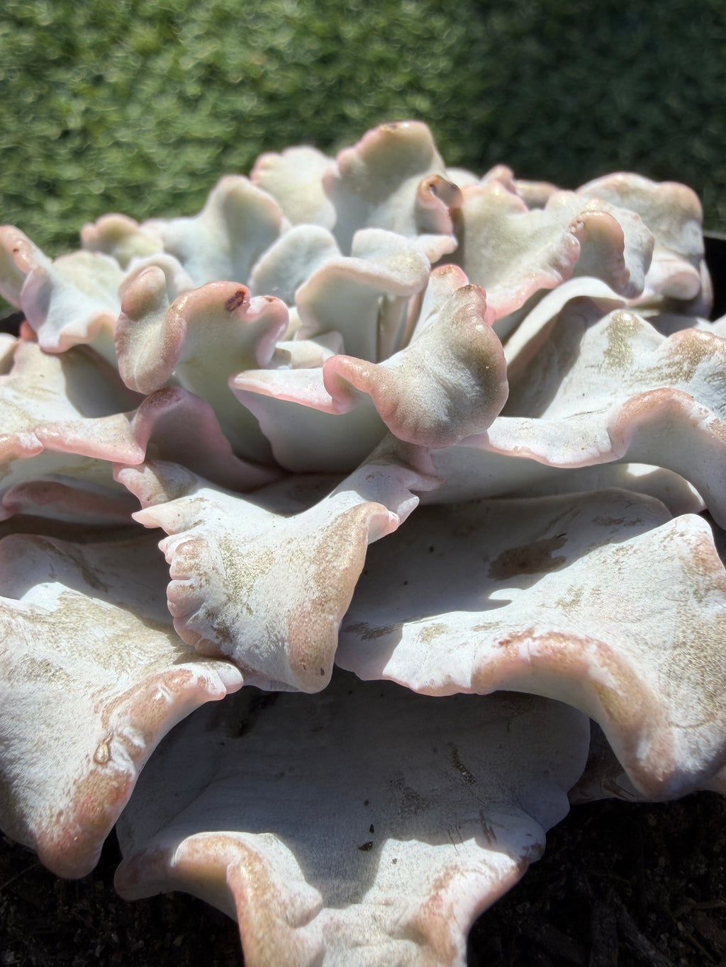 Rare Echeveria 'Crispate Beauty'– Premium Collector Succulent | Imported Live Succulent
