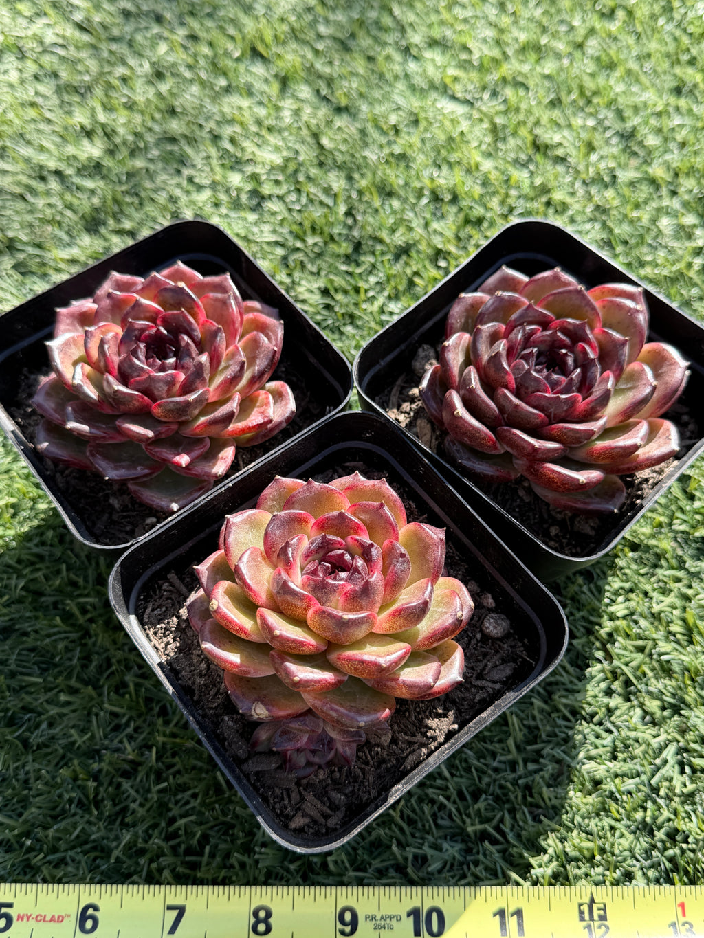 Rare Icelandic Coffee Succulent | Imported Live Succulent, Ca. Acclimated