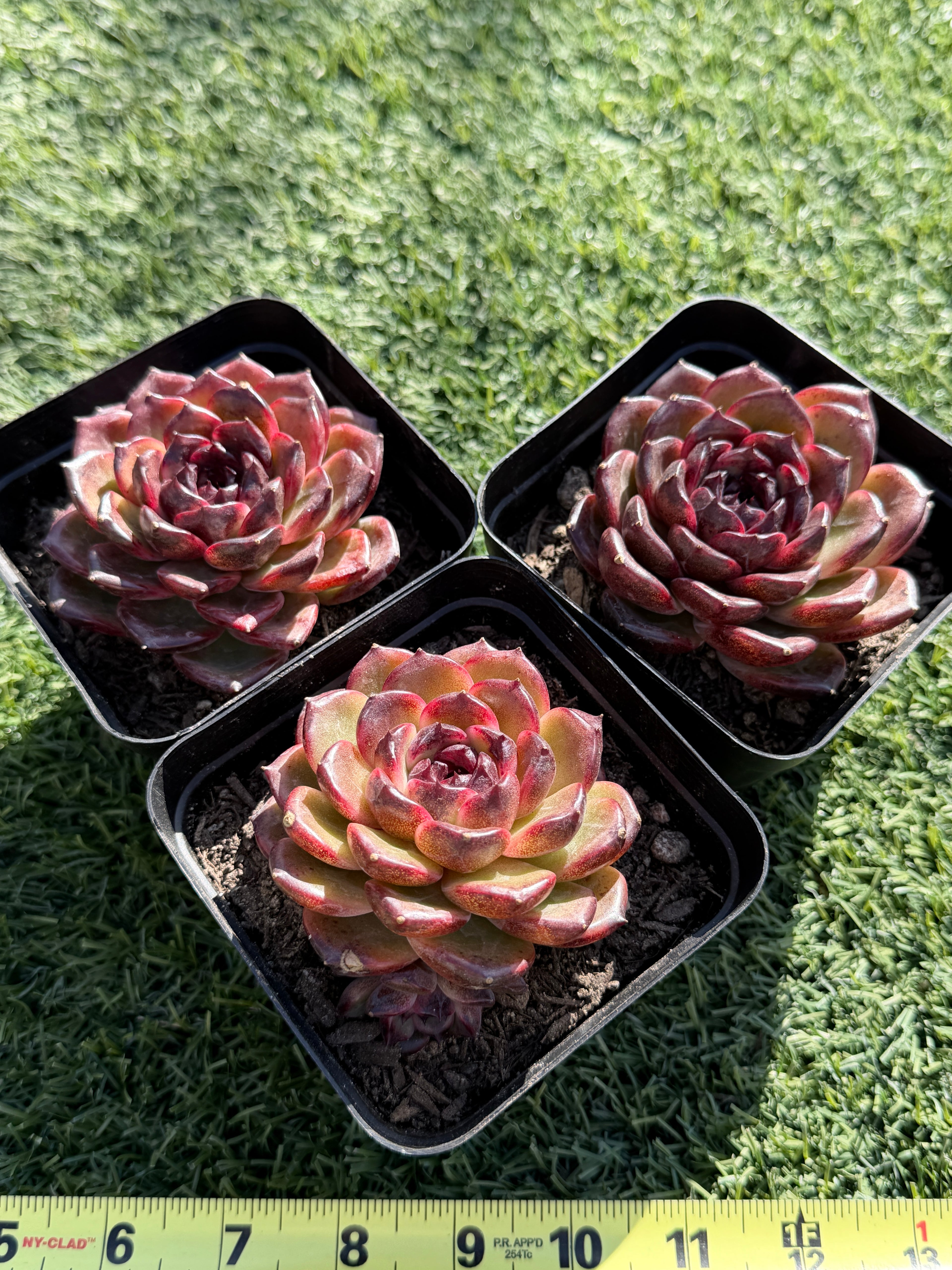 Rare Icelandic Coffee Succulent | Imported Live Succulent, Ca. Acclimated