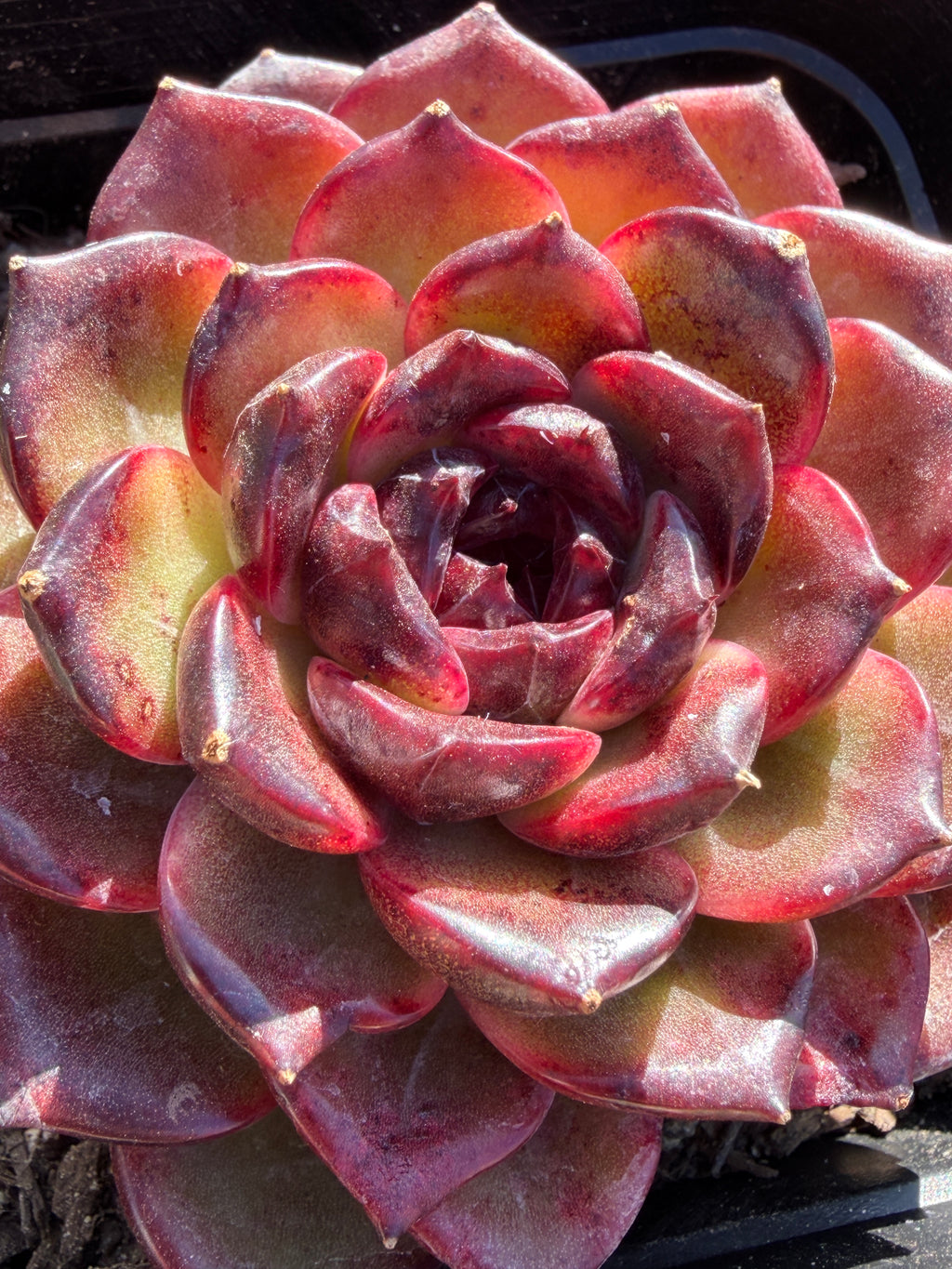 Rare Icelandic Coffee Succulent | Imported Live Succulent, Ca. Acclimated