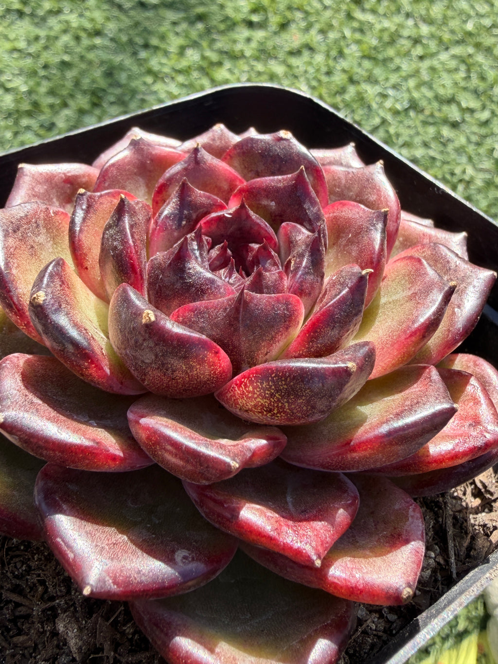 Rare Icelandic Coffee Succulent | Imported Live Succulent, Ca. Acclimated