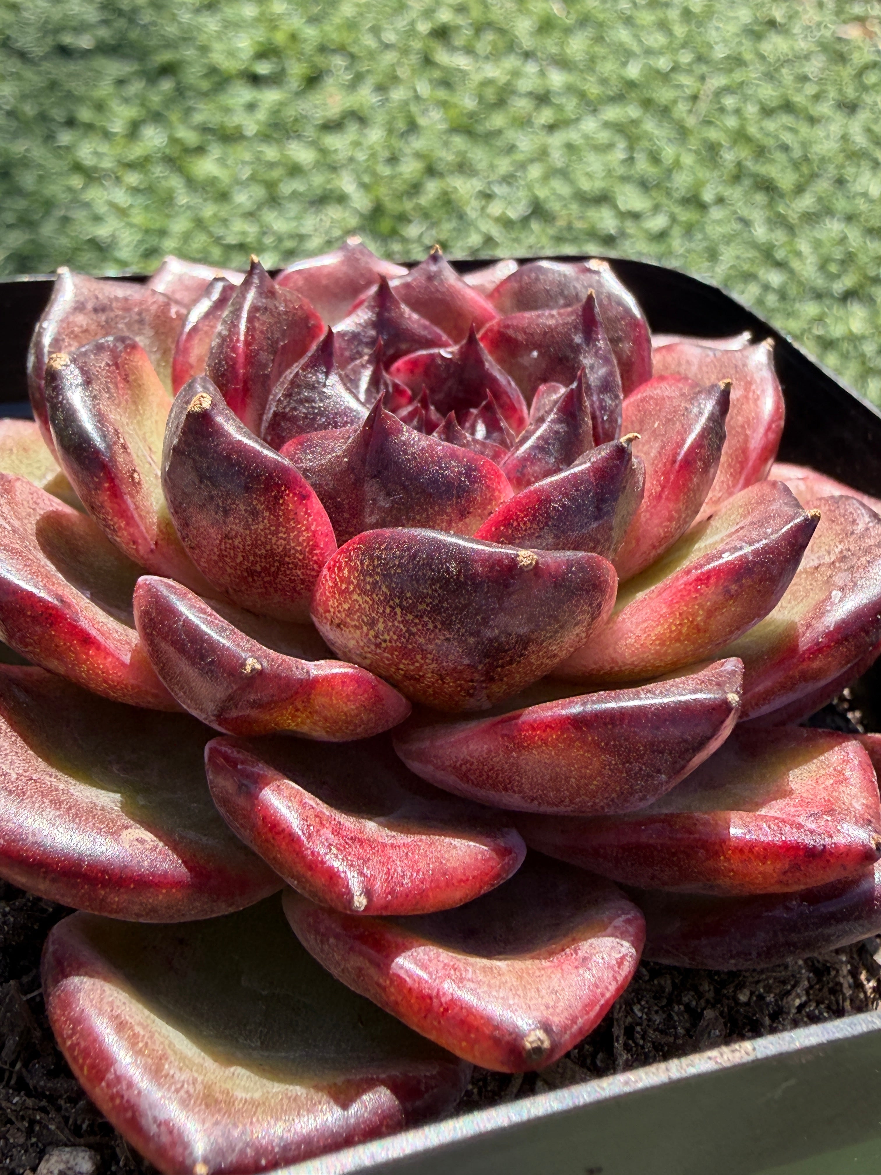Rare Icelandic Coffee Succulent | Imported Live Succulent, Ca. Acclimated