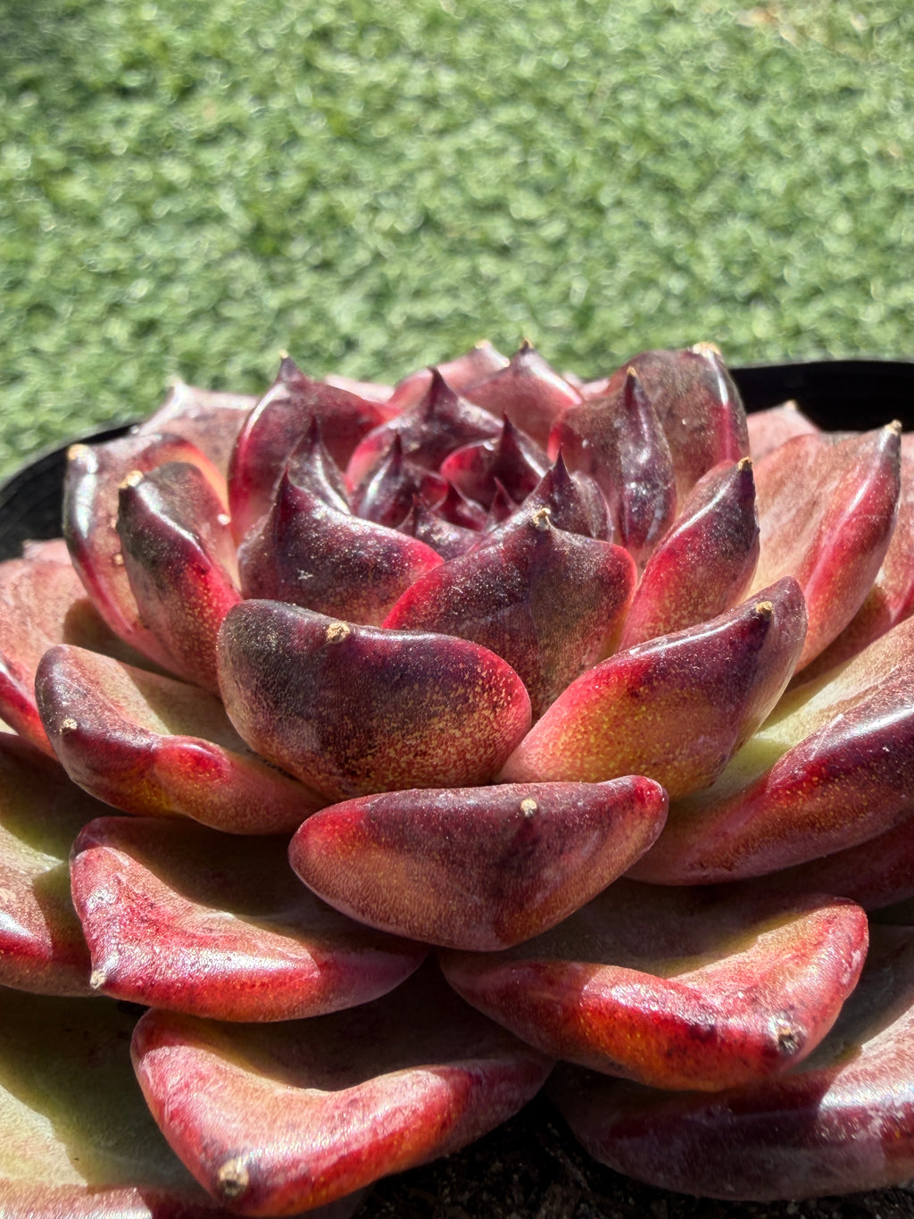 Rare Icelandic Coffee Succulent | Imported Live Succulent, Ca. Acclimated