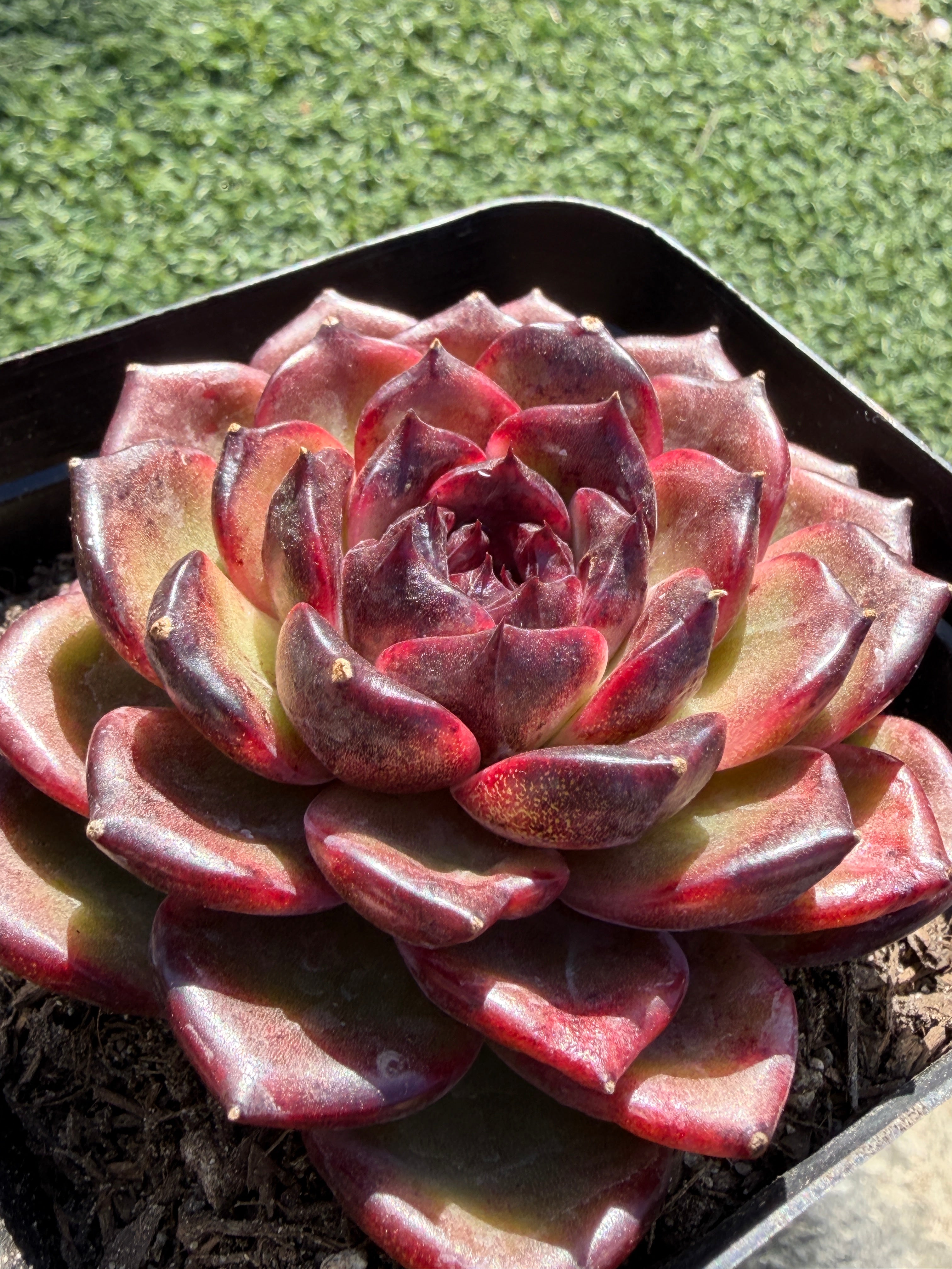 Rare Icelandic Coffee Succulent | Imported Live Succulent, Ca. Acclimated