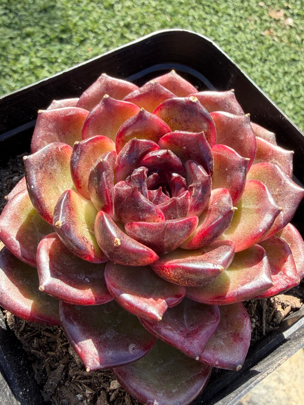 Rare Icelandic Coffee Succulent | Imported Live Succulent, Ca. Acclimated