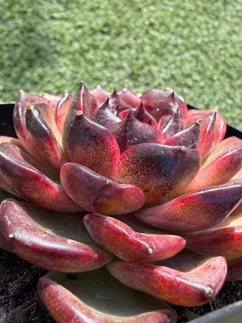 Rare Icelandic Coffee Succulent | Imported Live Succulent, Ca. Acclimated