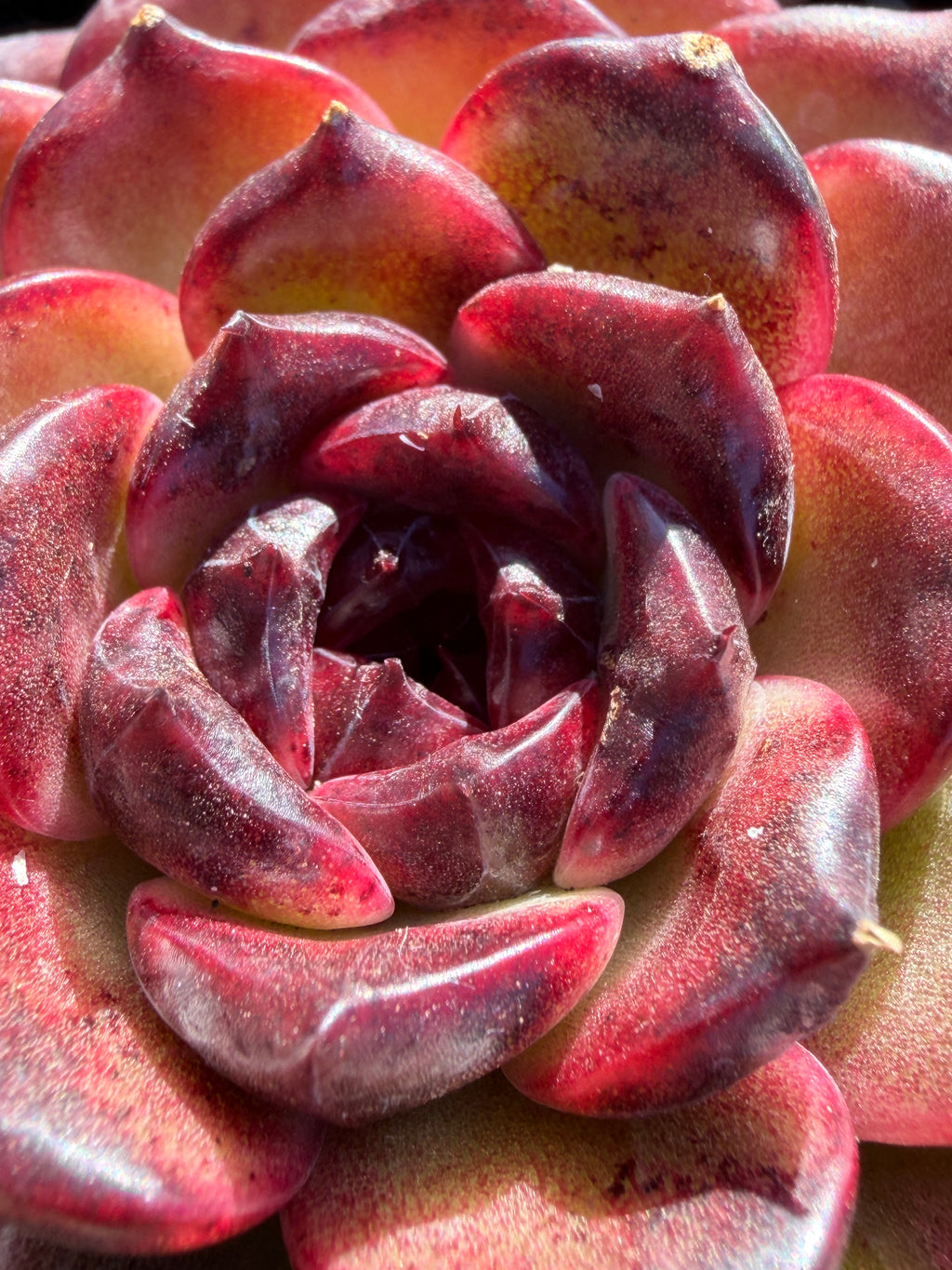 Rare Icelandic Coffee Succulent | Imported Live Succulent, Ca. Acclimated