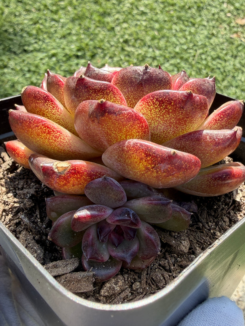 Rare Icelandic Coffee Succulent | Imported Live Succulent, Ca. Acclimated