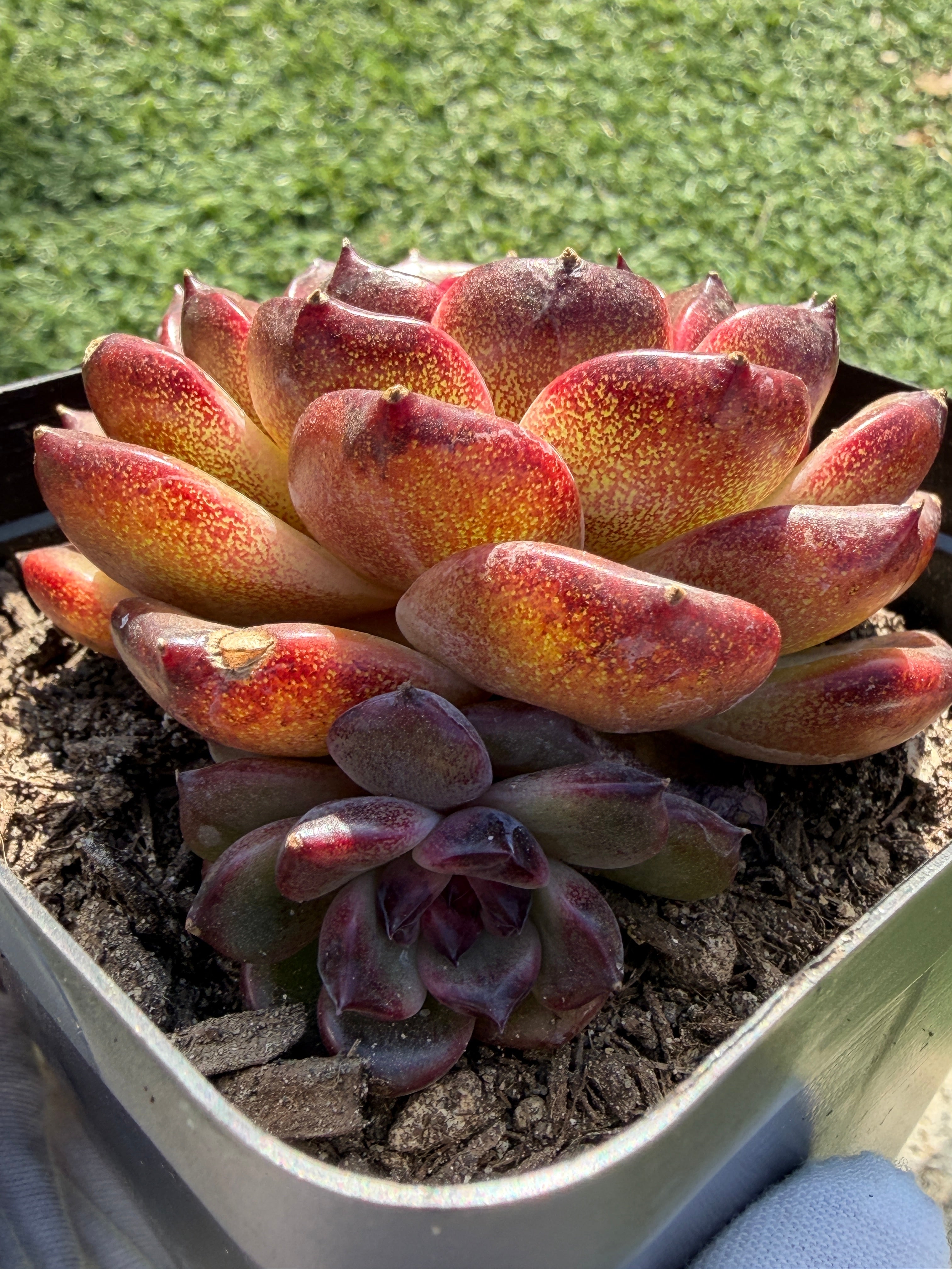 Rare Icelandic Coffee Succulent | Imported Live Succulent, Ca. Acclimated
