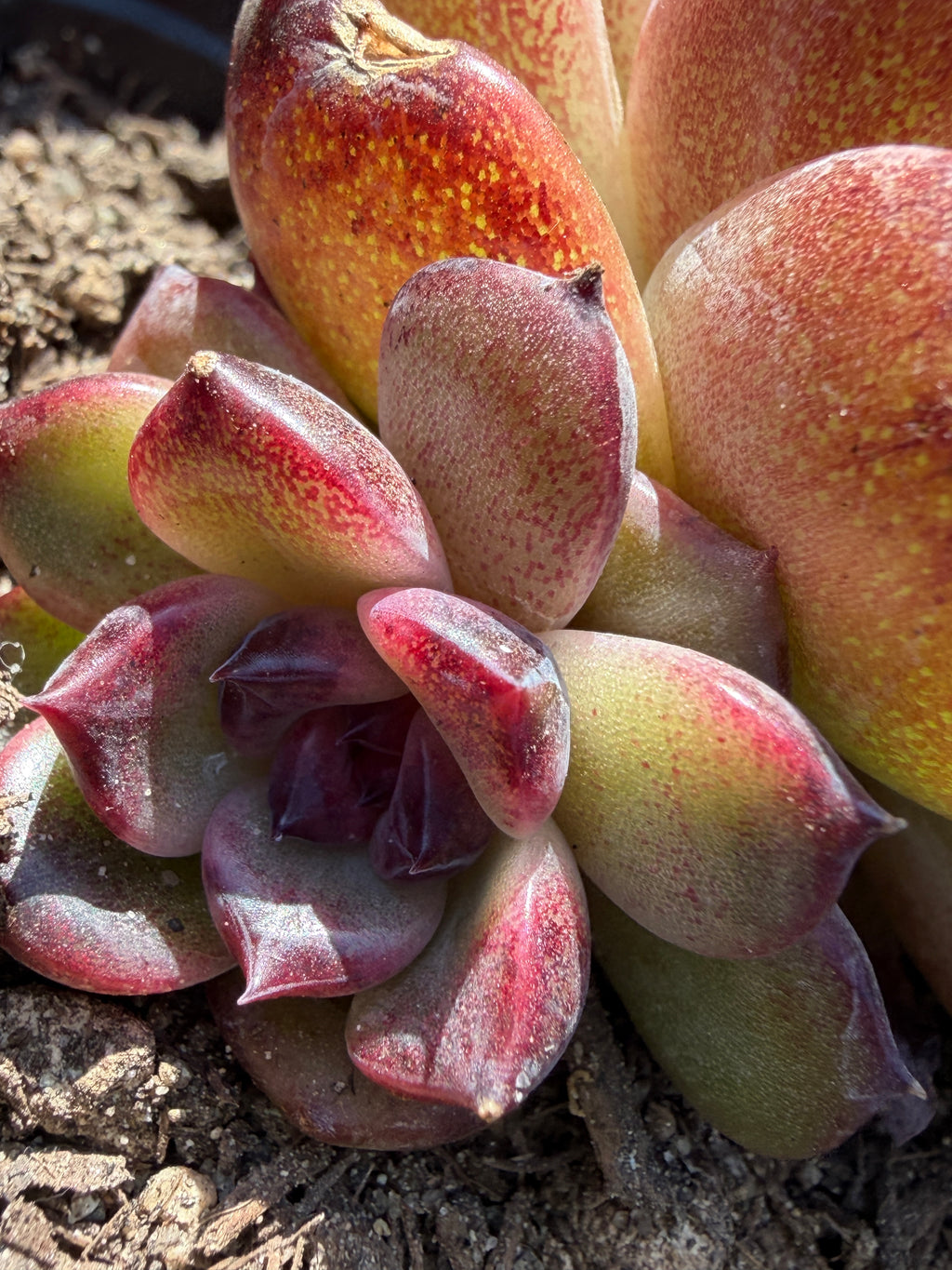 Rare Icelandic Coffee Succulent | Imported Live Succulent, Ca. Acclimated