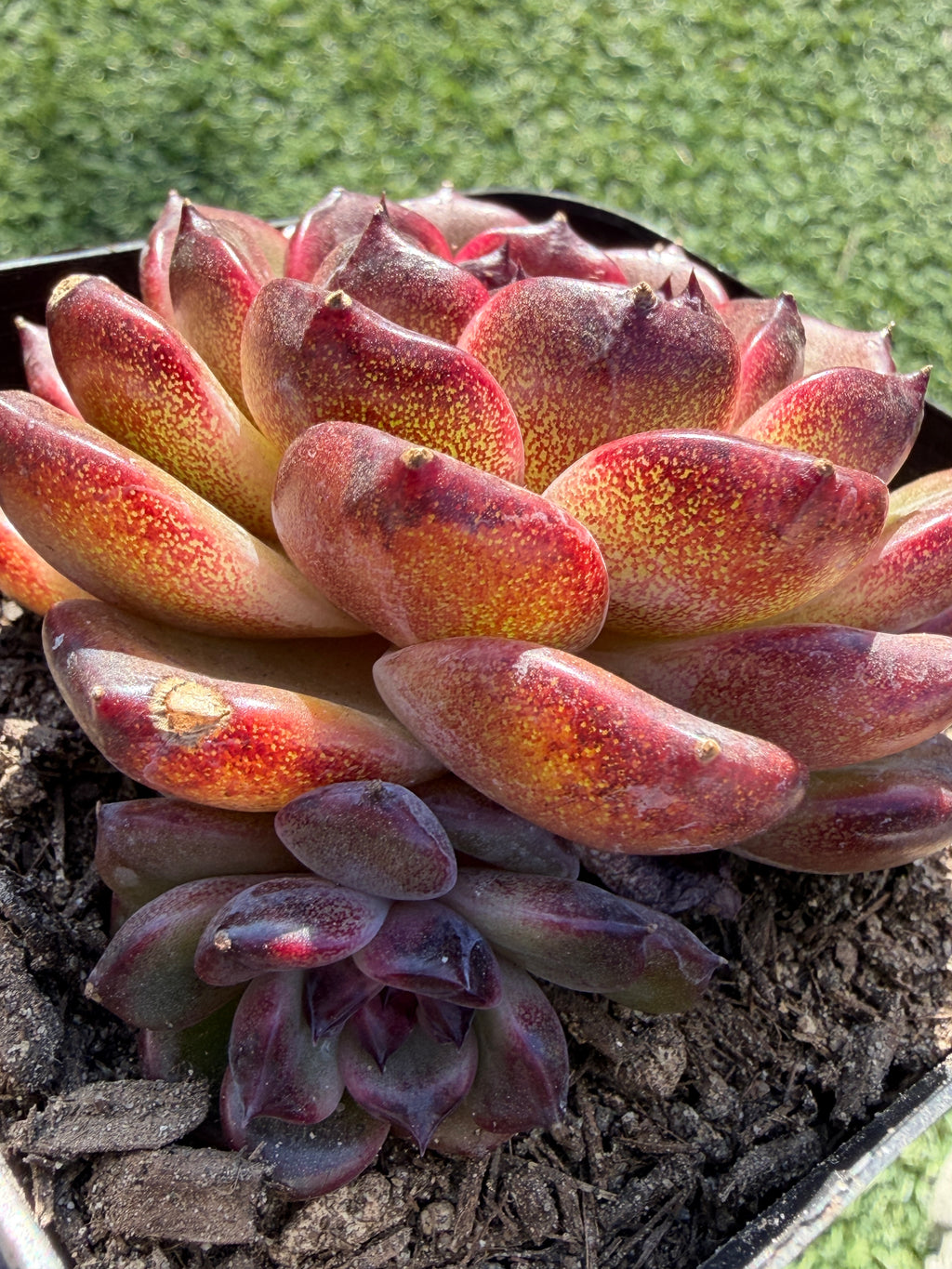 Rare Icelandic Coffee Succulent | Imported Live Succulent, Ca. Acclimated