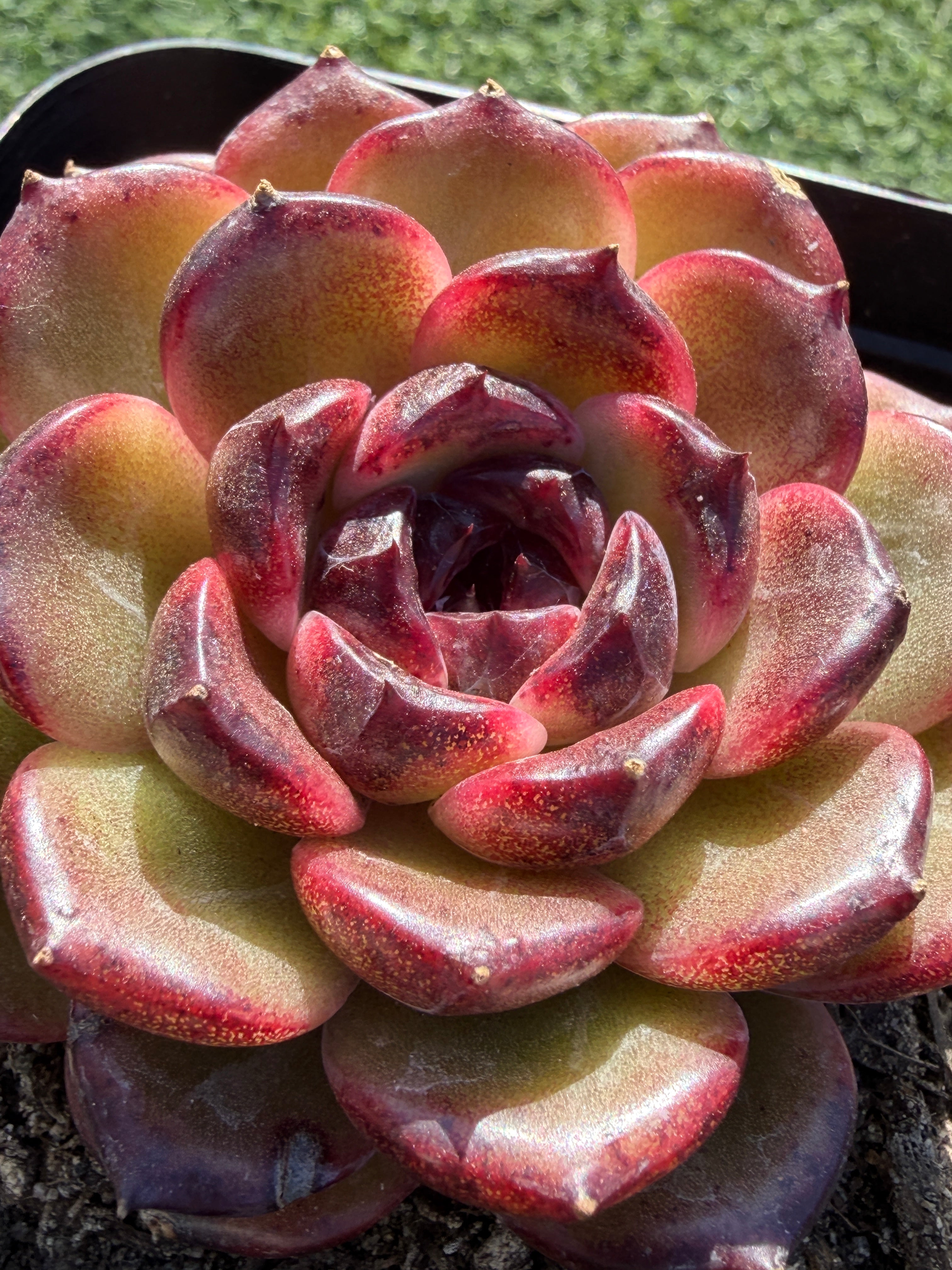 Rare Icelandic Coffee Succulent | Imported Live Succulent, Ca. Acclimated