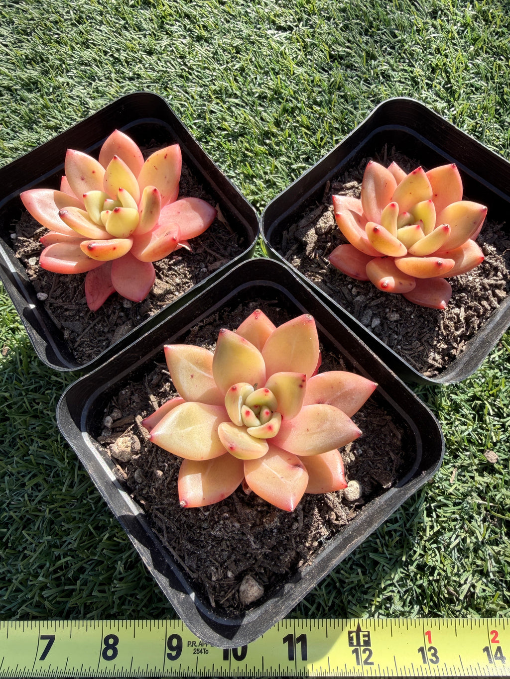 Echeveria ‘Champagne’ – Rare Imported Succulent, Acclimated & Shipped from California