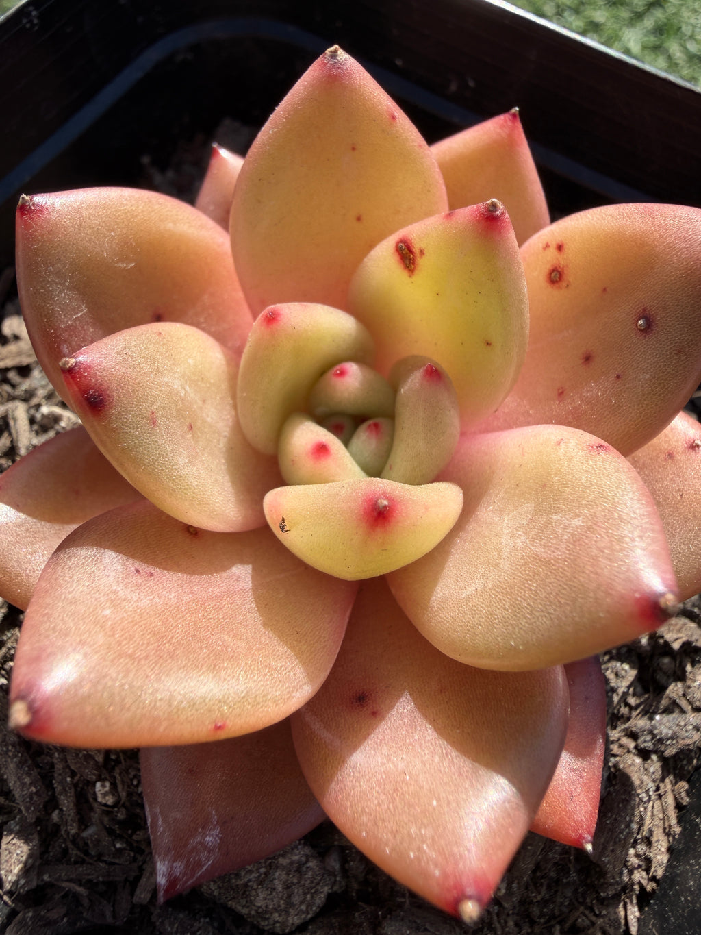 Echeveria ‘Champagne’ – Rare Imported Succulent, Acclimated & Shipped from California