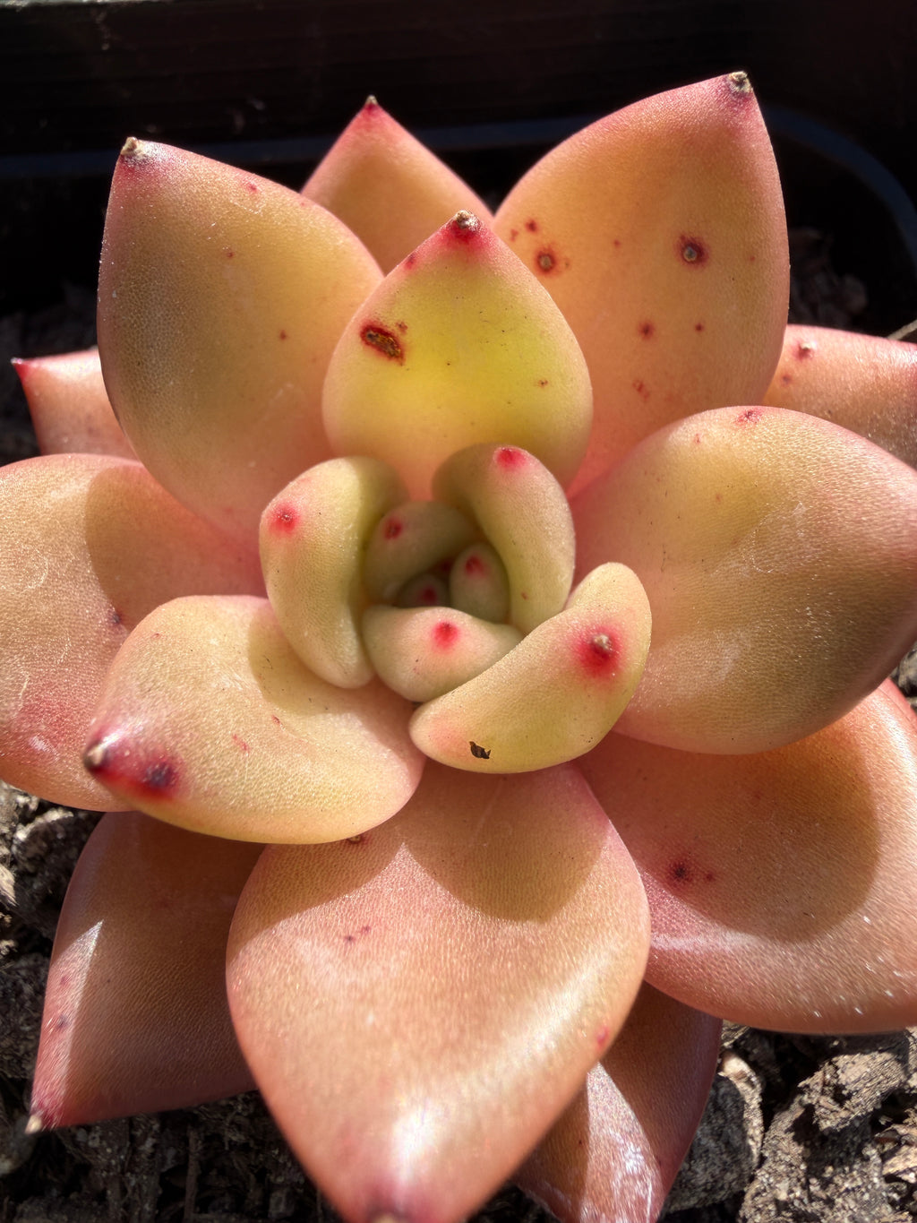 Echeveria ‘Champagne’ – Rare Imported Succulent, Acclimated & Shipped from California