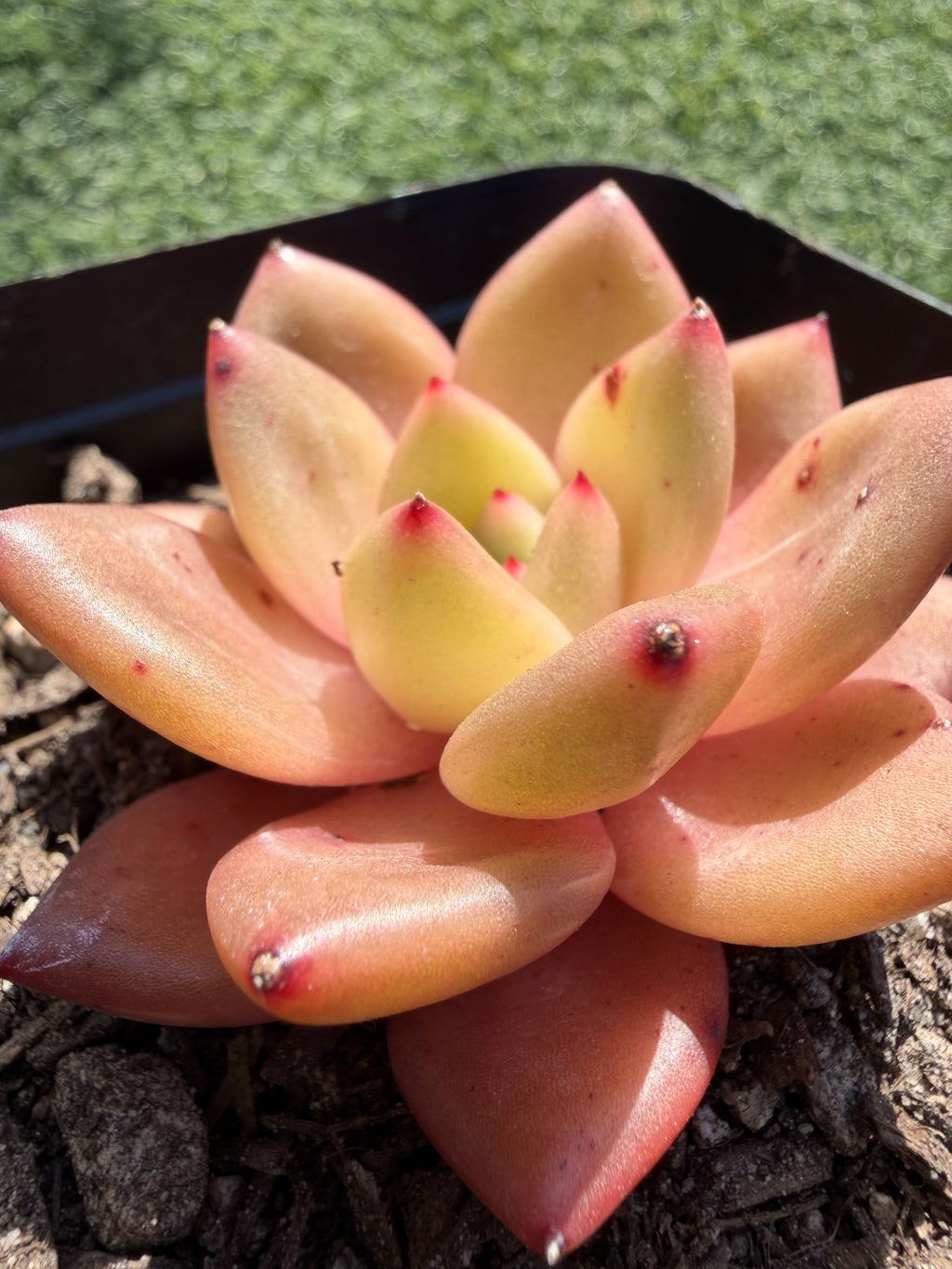 Echeveria ‘Champagne’ – Rare Imported Succulent, Acclimated & Shipped from California