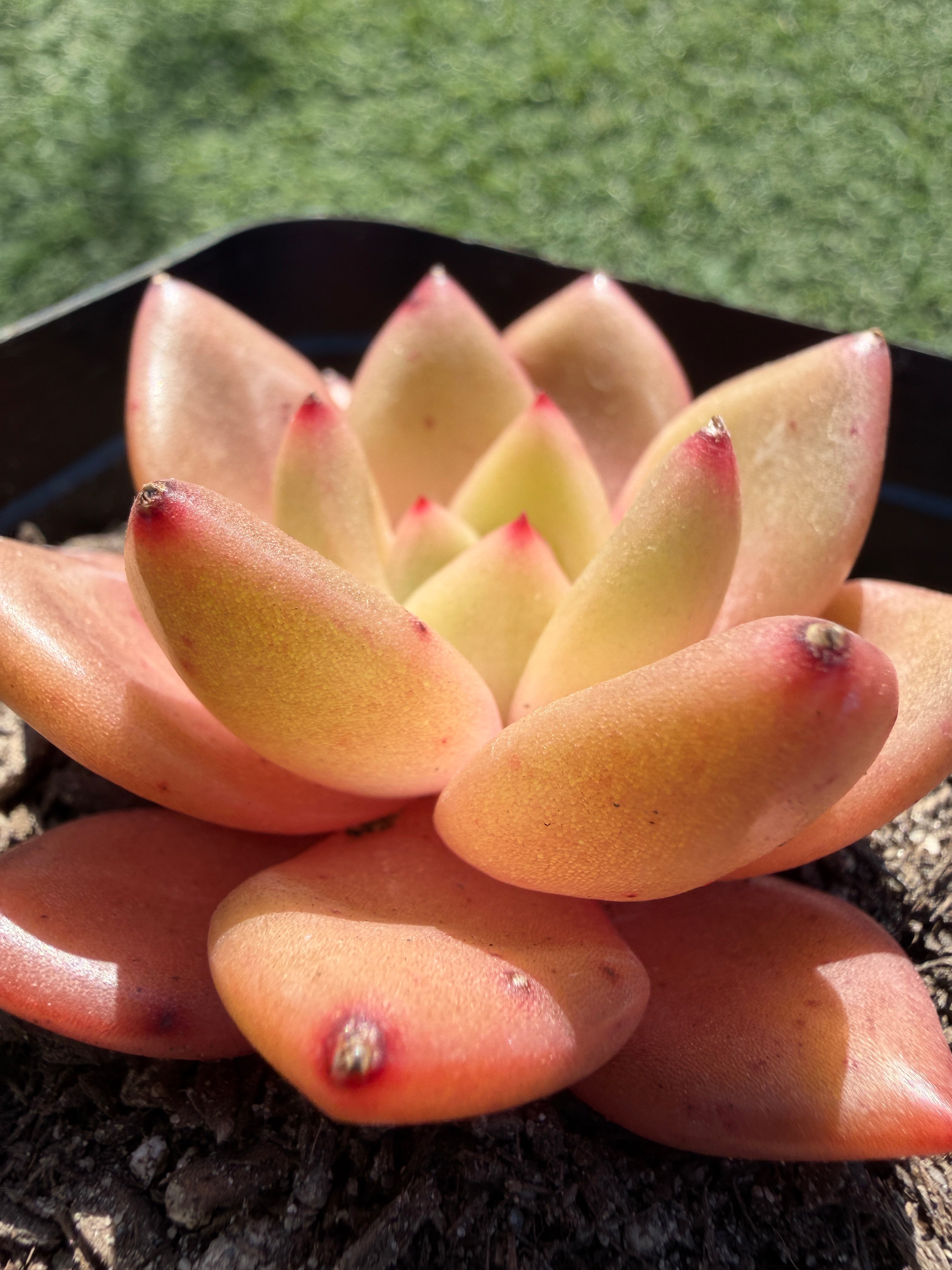 Echeveria ‘Champagne’ – Rare Imported Succulent, Acclimated & Shipped from California