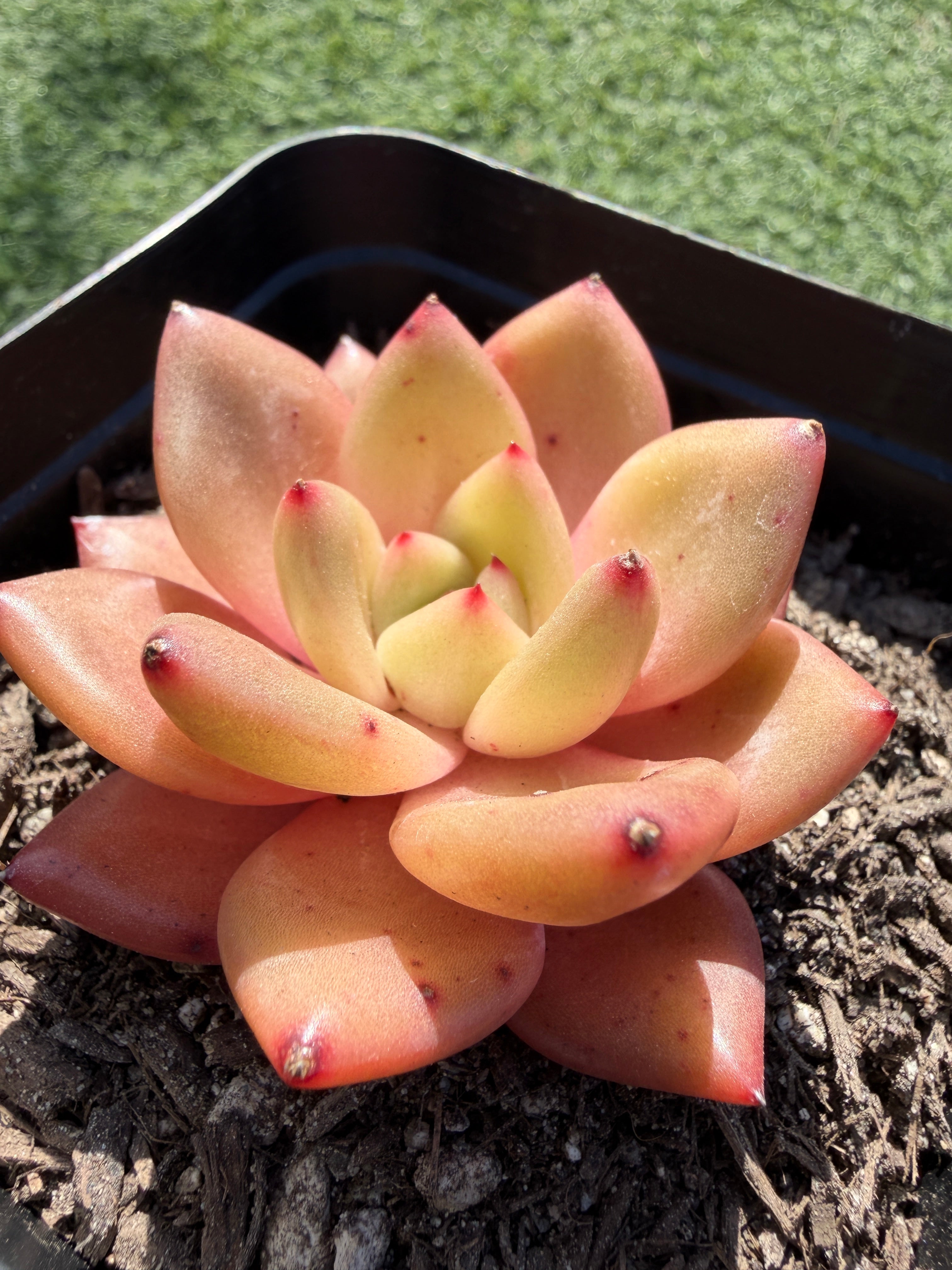 Echeveria ‘Champagne’ – Rare Imported Succulent, Acclimated & Shipped from California