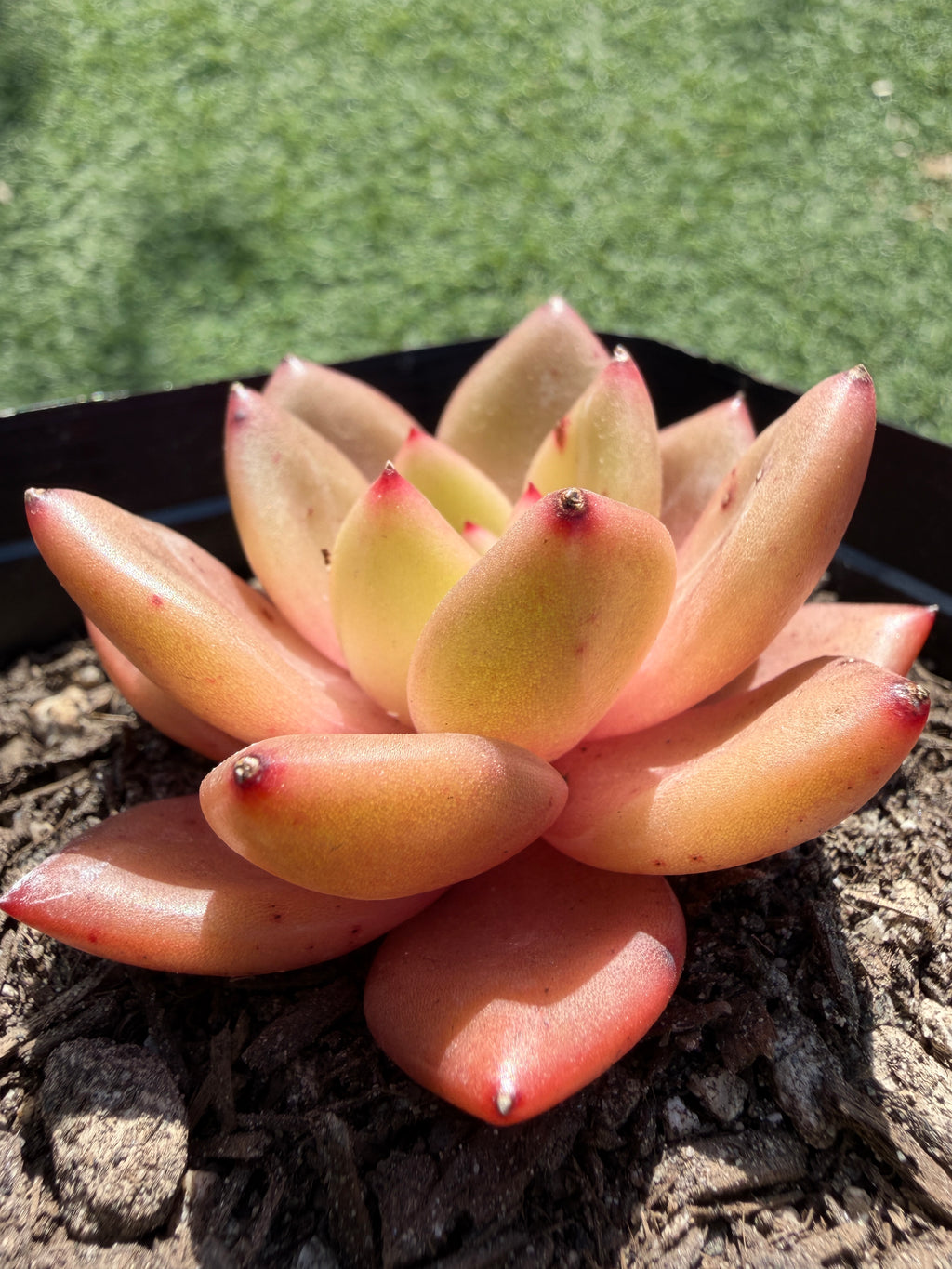 Echeveria ‘Champagne’ – Rare Imported Succulent, Acclimated & Shipped from California