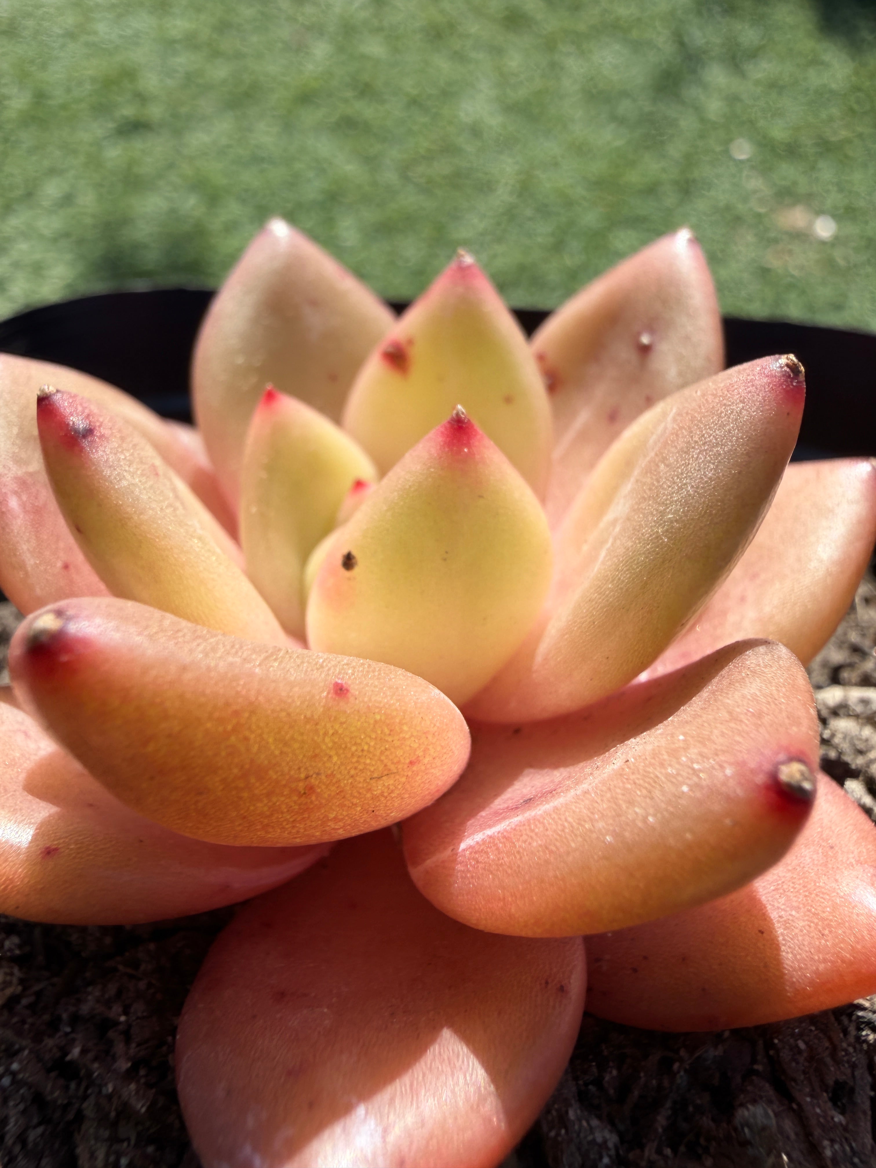 Echeveria ‘Champagne’ – Rare Imported Succulent, Acclimated & Shipped from California