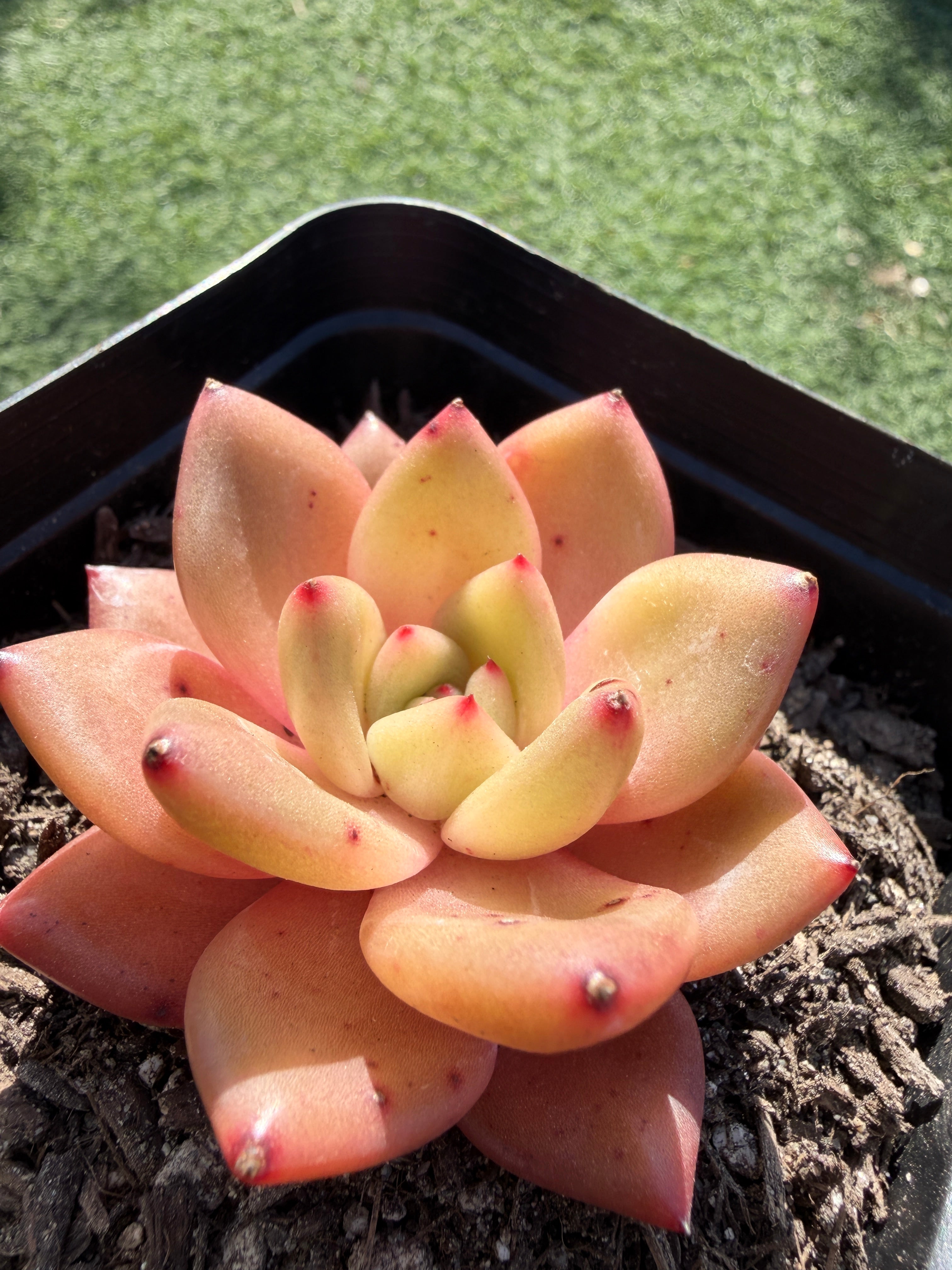 Echeveria ‘Champagne’ – Rare Imported Succulent, Acclimated & Shipped from California