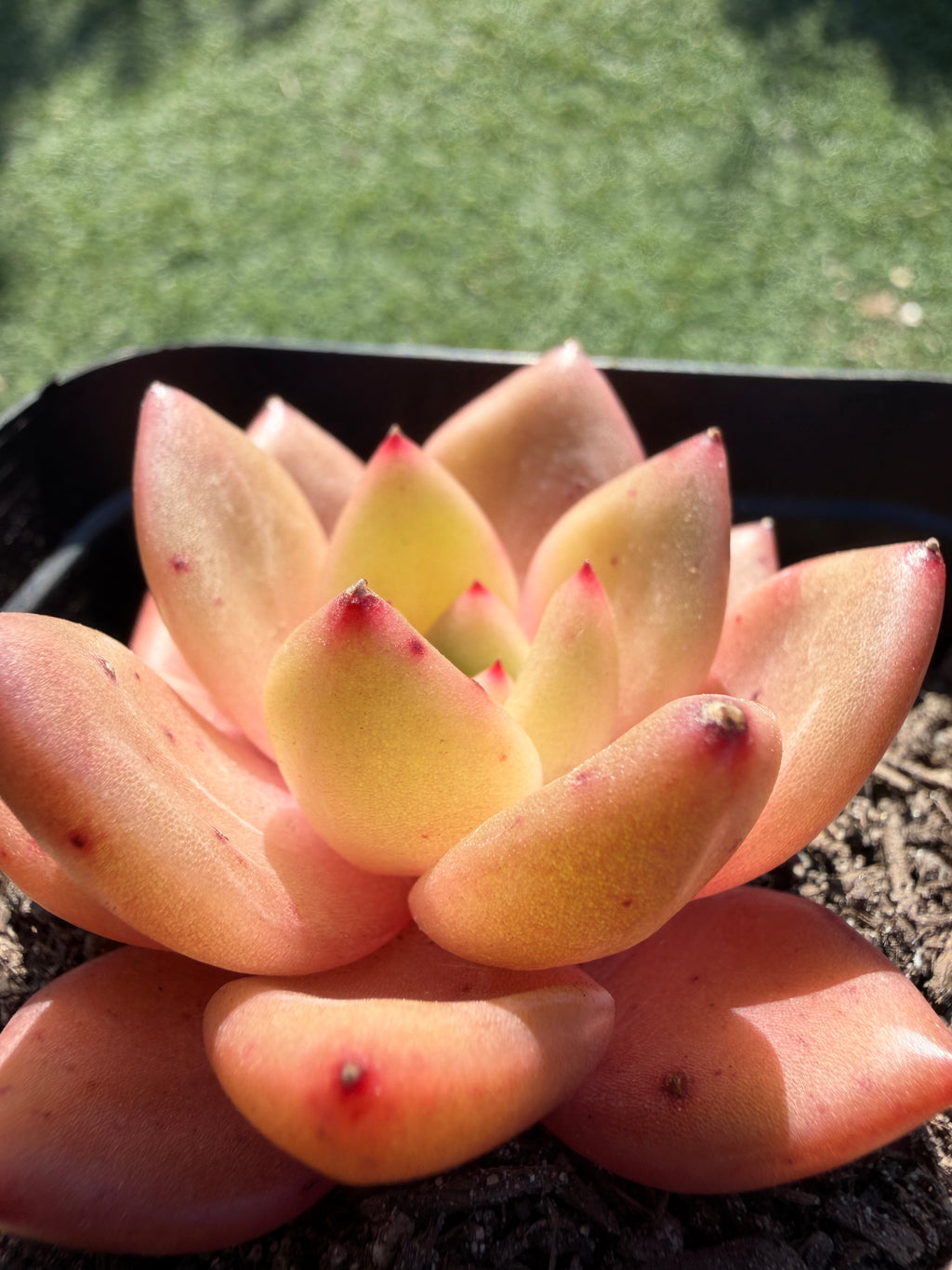 Echeveria ‘Champagne’ – Rare Imported Succulent, Acclimated & Shipped from California