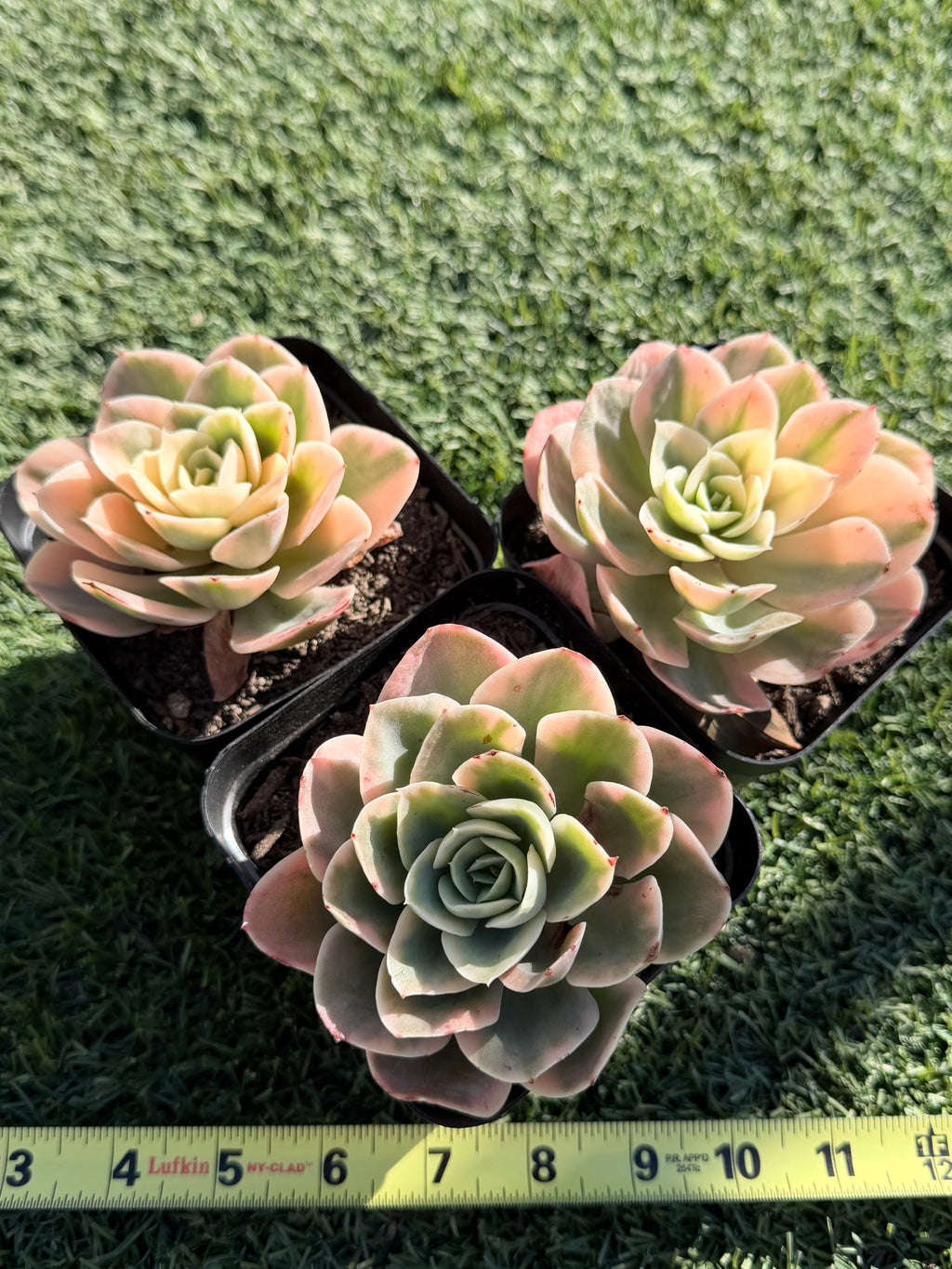 Rare Echeveria 'Variegated White Maria’ — 4.5" Collector‑Grade Succulent | USDA‑APHIS Permitted | Grown at Huamoo Amigo