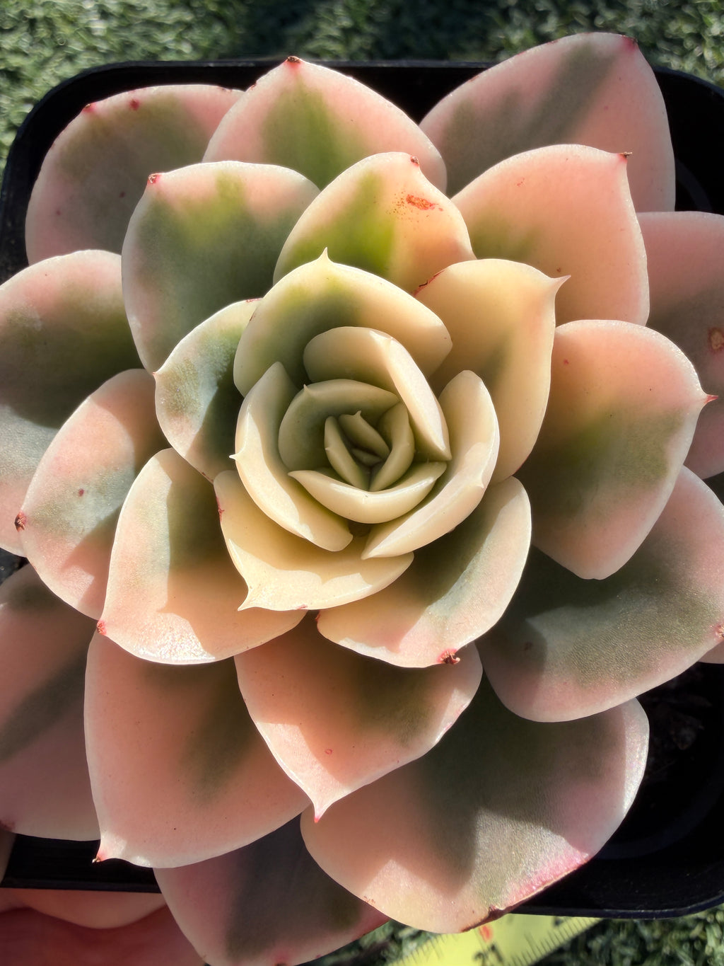 Rare Echeveria 'Variegated White Maria’ — 4.5" Collector‑Grade Succulent | USDA‑APHIS Permitted | Grown at Huamoo Amigo