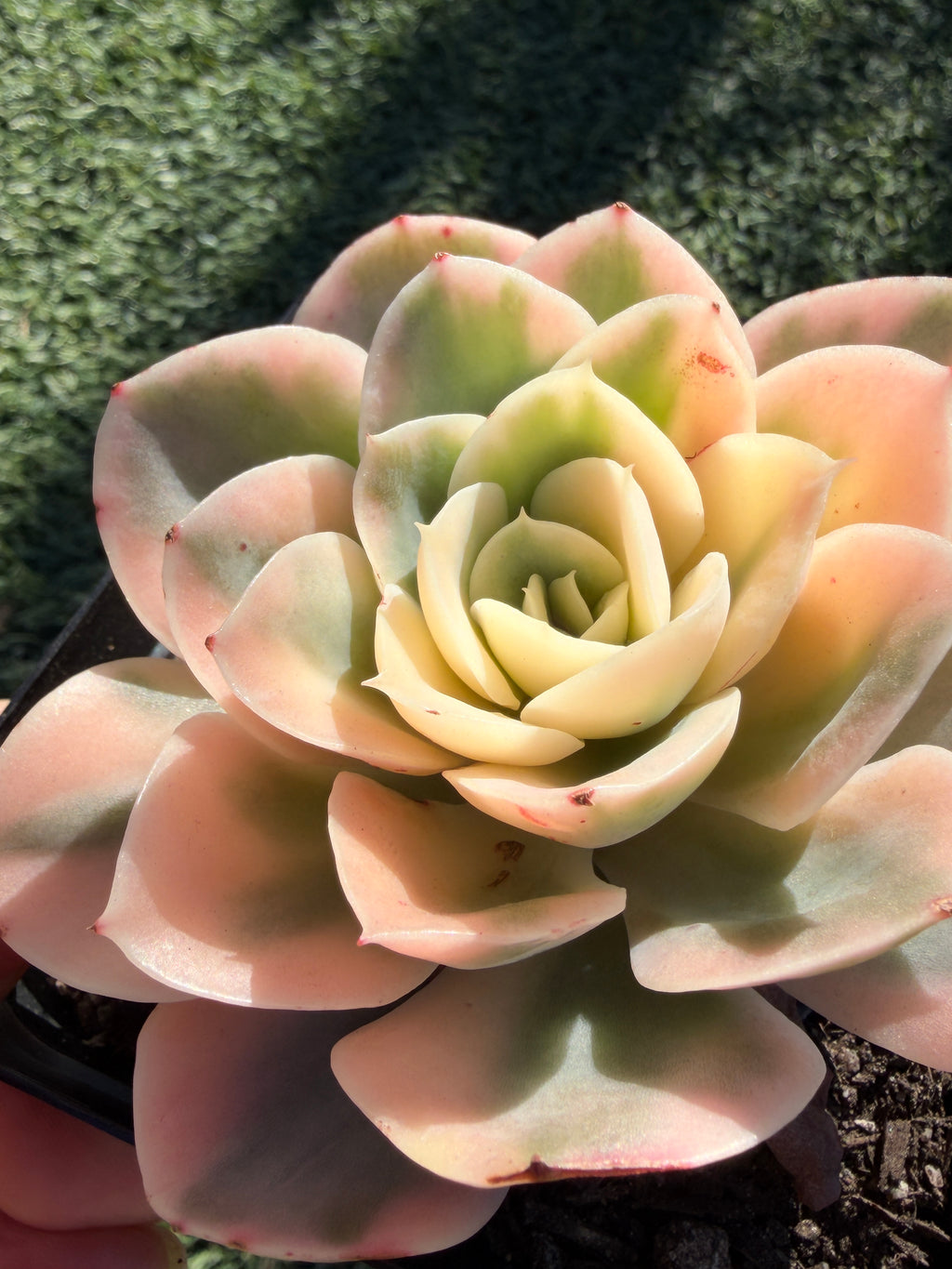 Rare Echeveria 'Variegated White Maria’ — 4.5" Collector‑Grade Succulent | USDA‑APHIS Permitted | Grown at Huamoo Amigo
