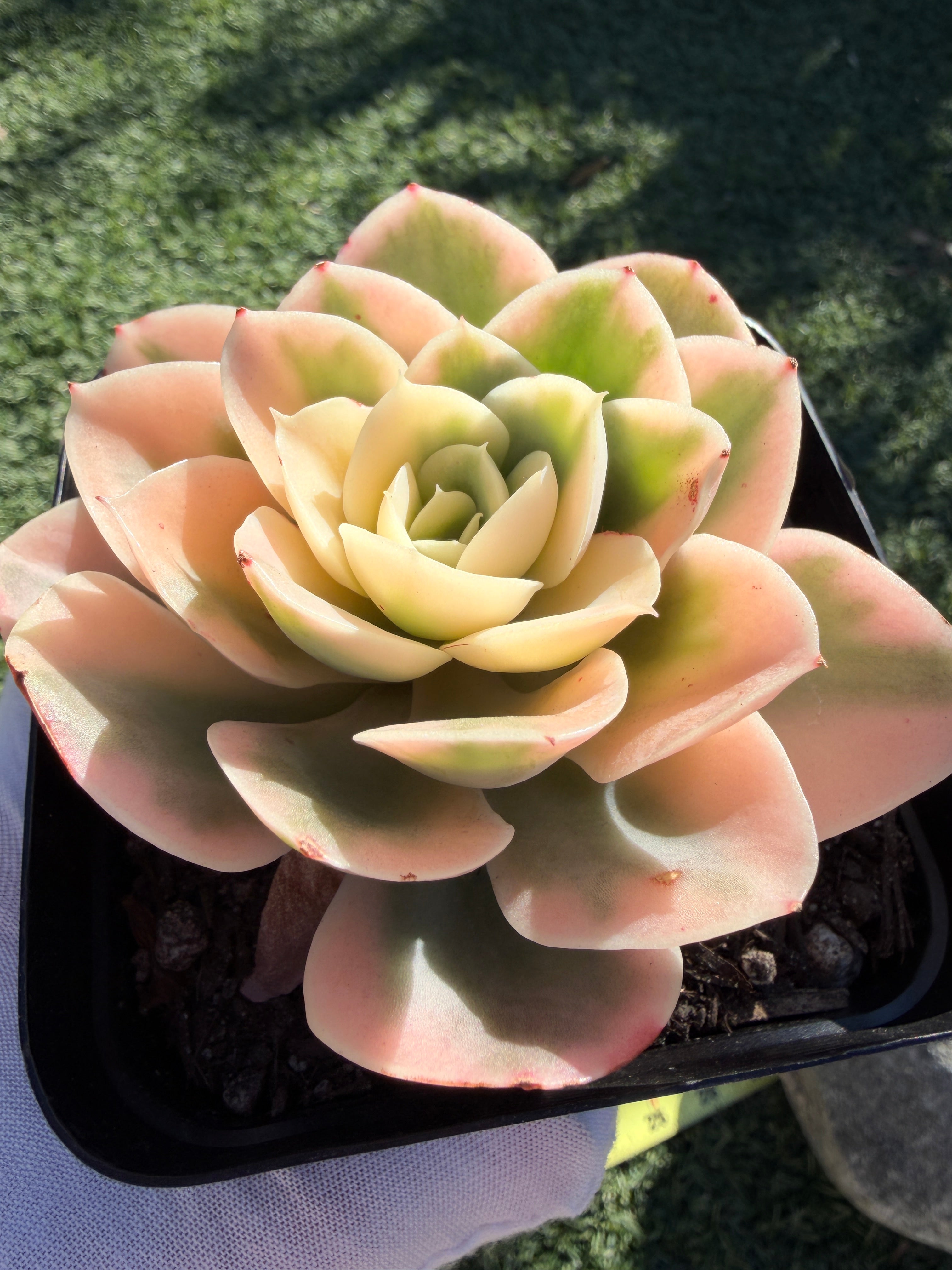 Rare Echeveria 'Variegated White Maria’ — 4.5" Collector‑Grade Succulent | USDA‑APHIS Permitted | Grown at Huamoo Amigo