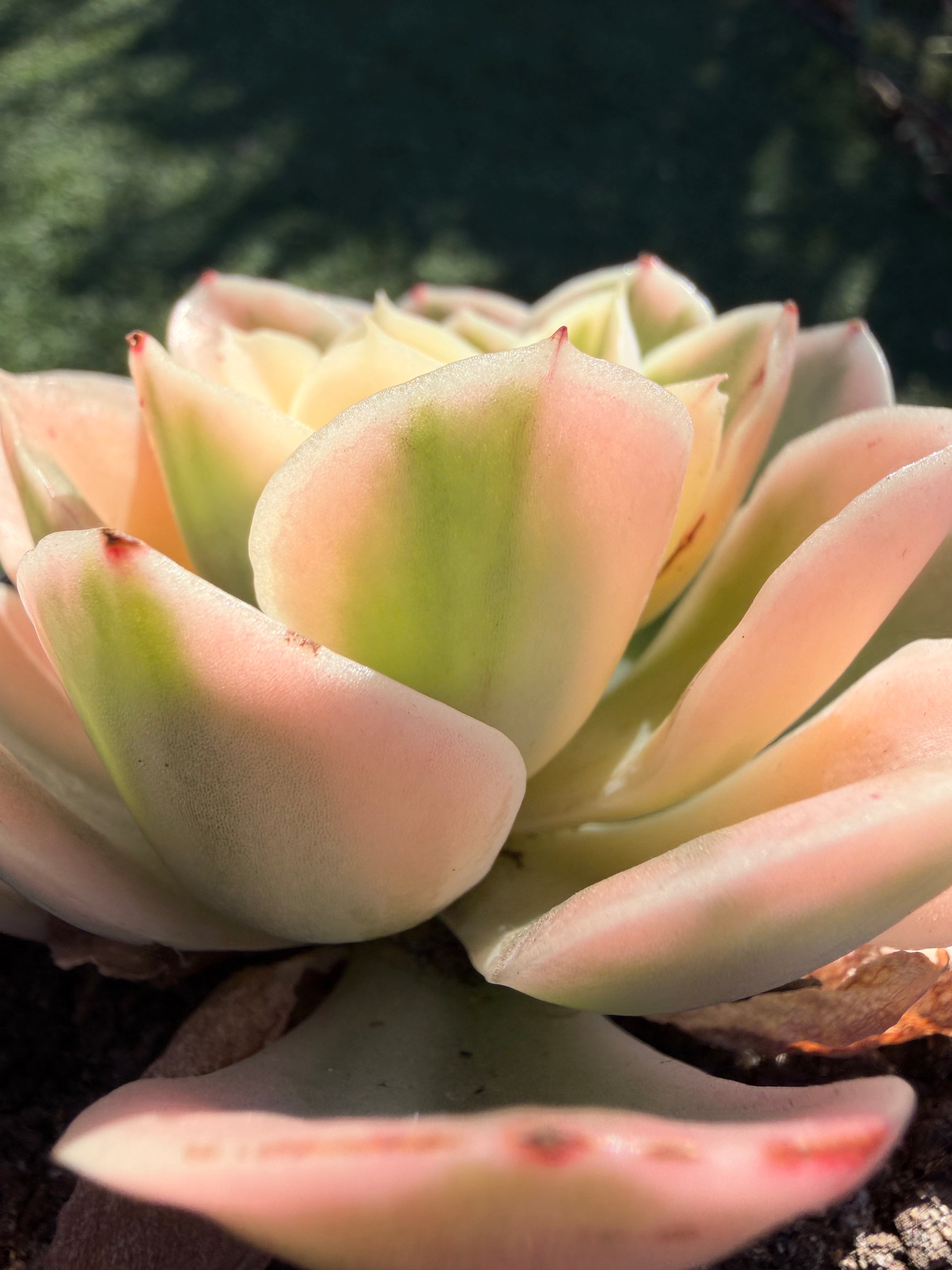 Rare Echeveria 'Variegated White Maria’ — 4.5" Collector‑Grade Succulent | USDA‑APHIS Permitted | Grown at Huamoo Amigo