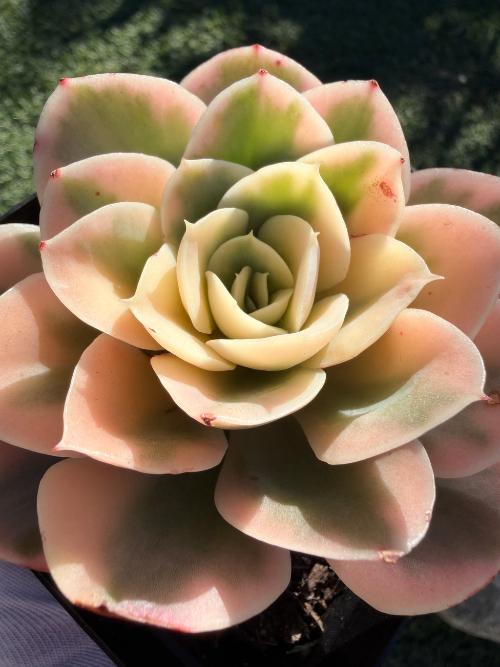 Rare Echeveria 'Variegated White Maria’ — 4.5" Collector‑Grade Succulent | USDA‑APHIS Permitted | Grown at Huamoo Amigo
