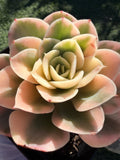Rare Echeveria 'Variegated White Maria’ — 4.5" Collector‑Grade Succulent | USDA‑APHIS Permitted | Grown at Huamoo Amigo